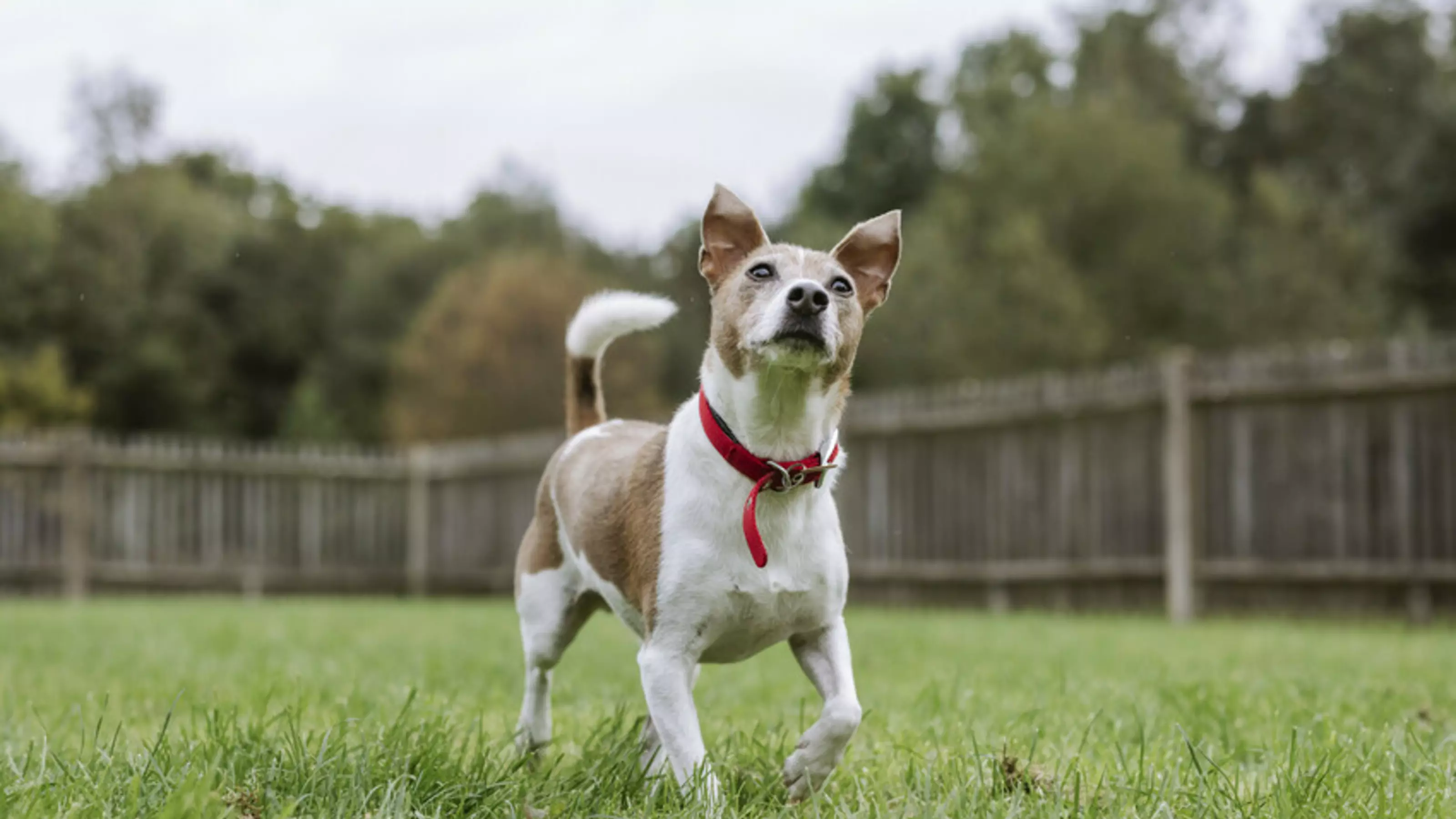 A jack russell playing in a garden.