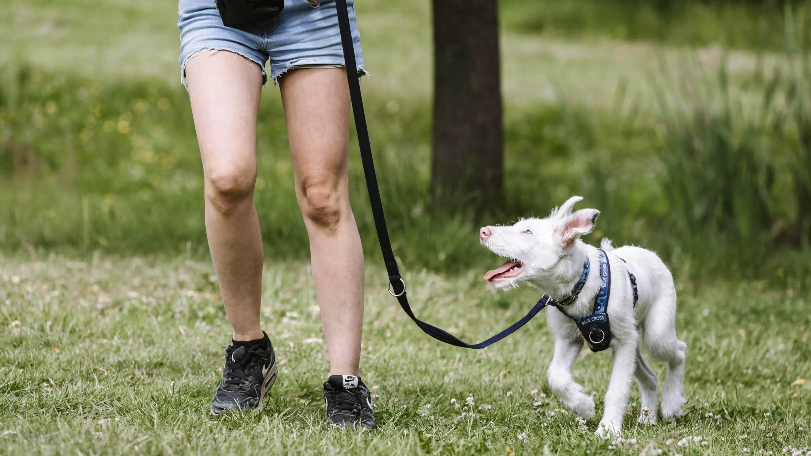 Dog on lead store