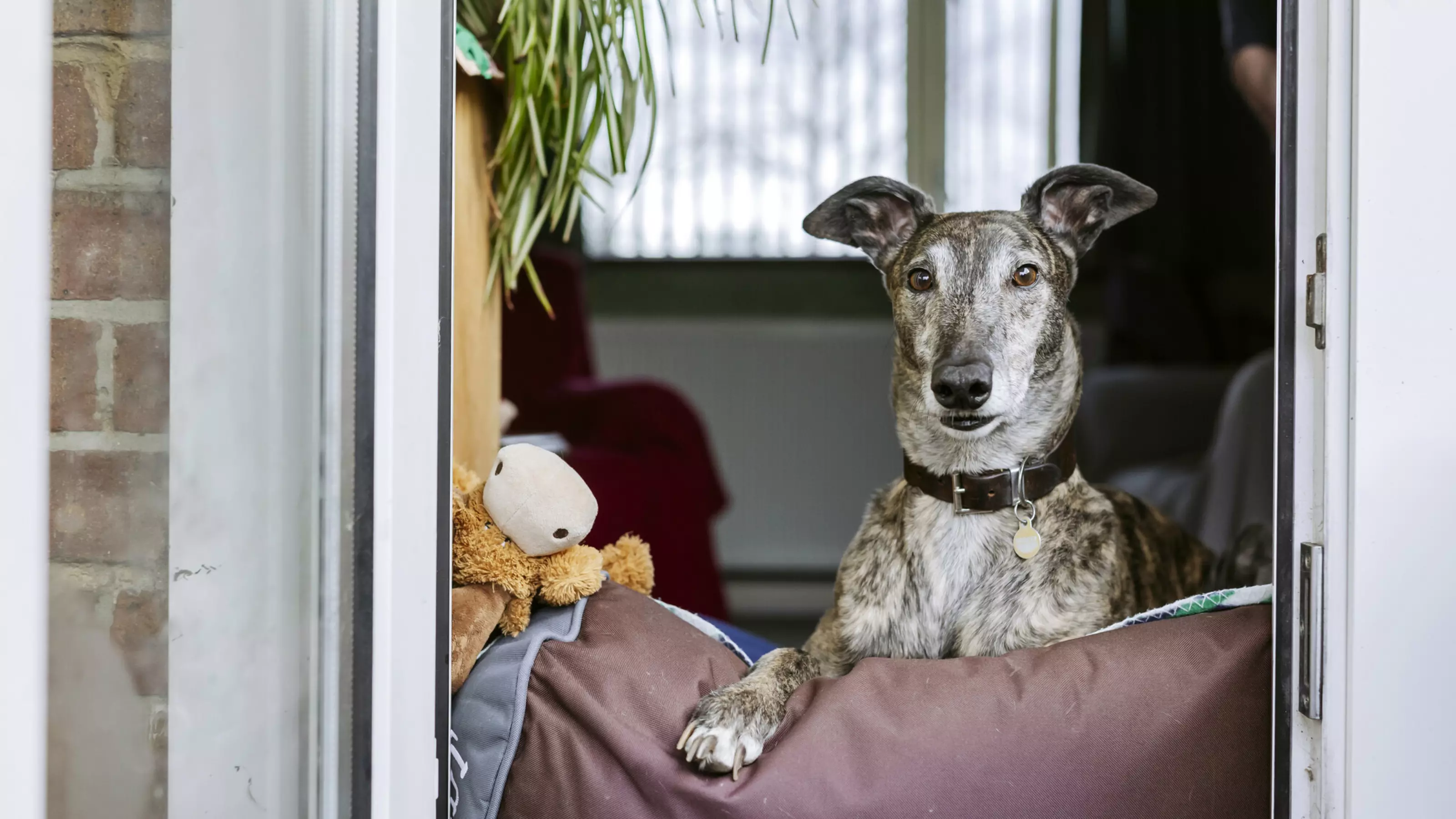 Brindle greyhound with a paw on a purple cushion looks out of an open door into the garden