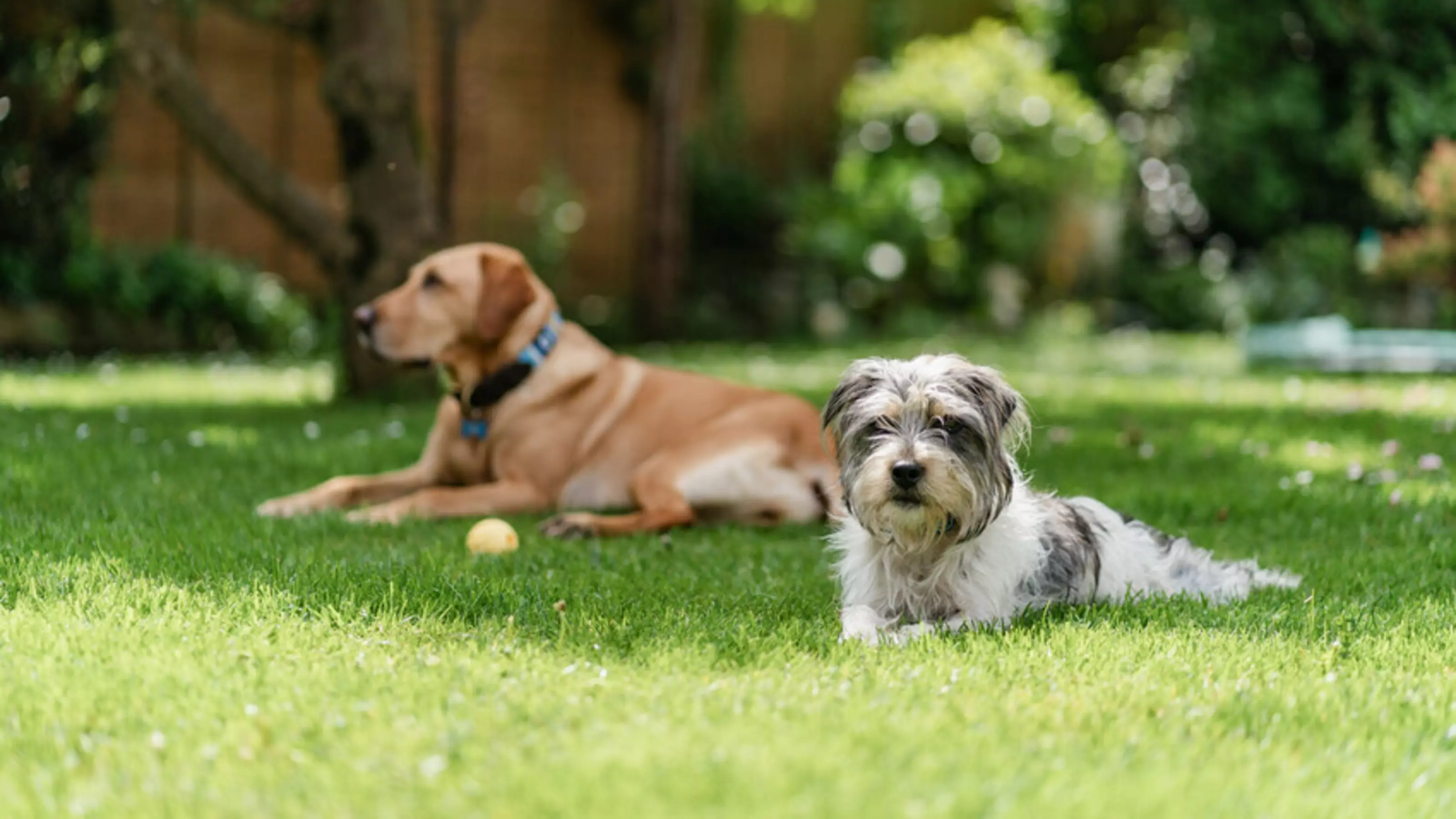 Two dogs relaxing in a garden, with a yellow ball between them.