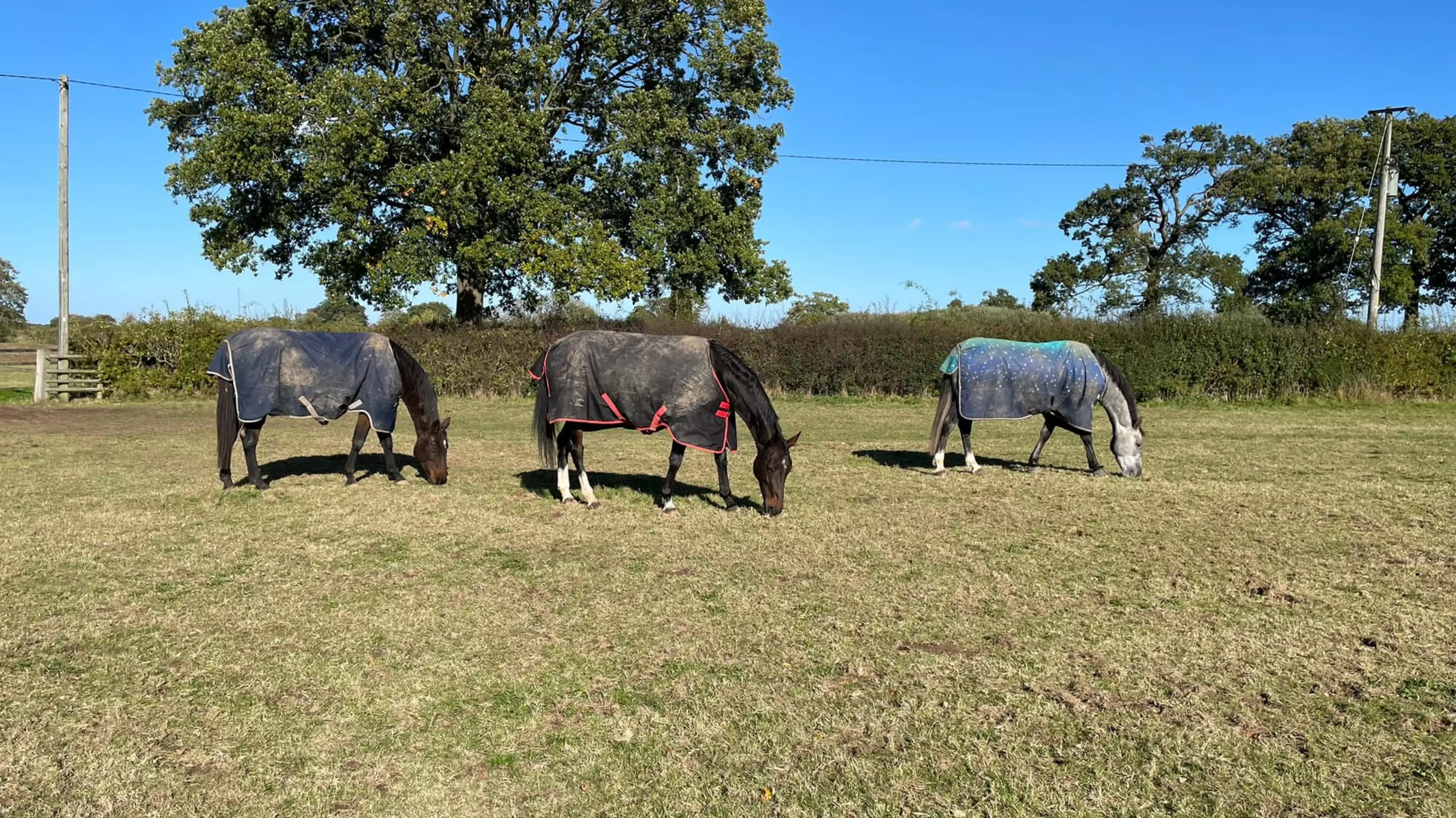 Three horses wearing rugs grazing field. The left horse is brown with blue coat, the middle horse is brown with a black coat and the right horse is grey with a blue coat.