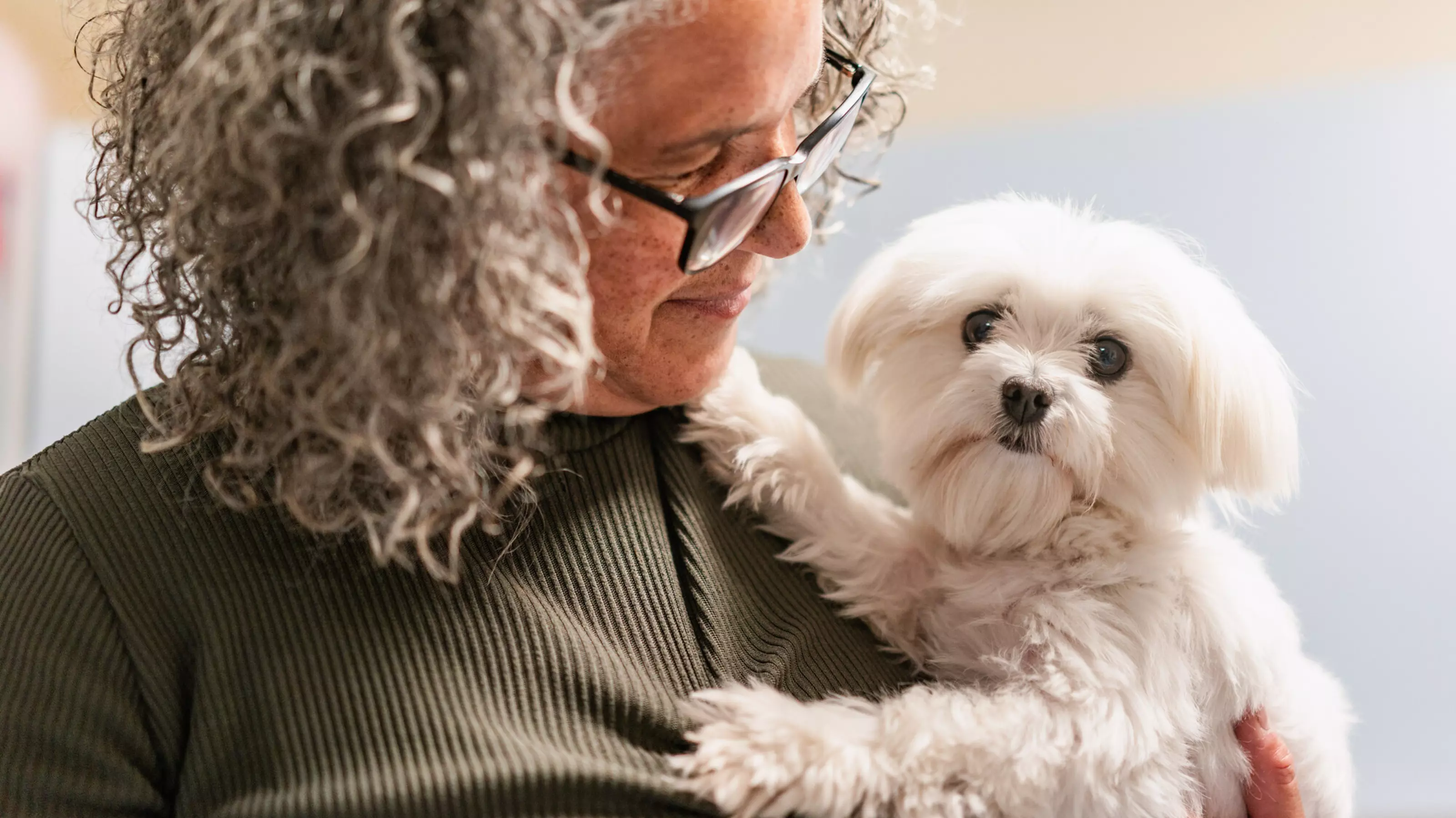 A small white fluffy Maltese dog called Midge being held by her owner