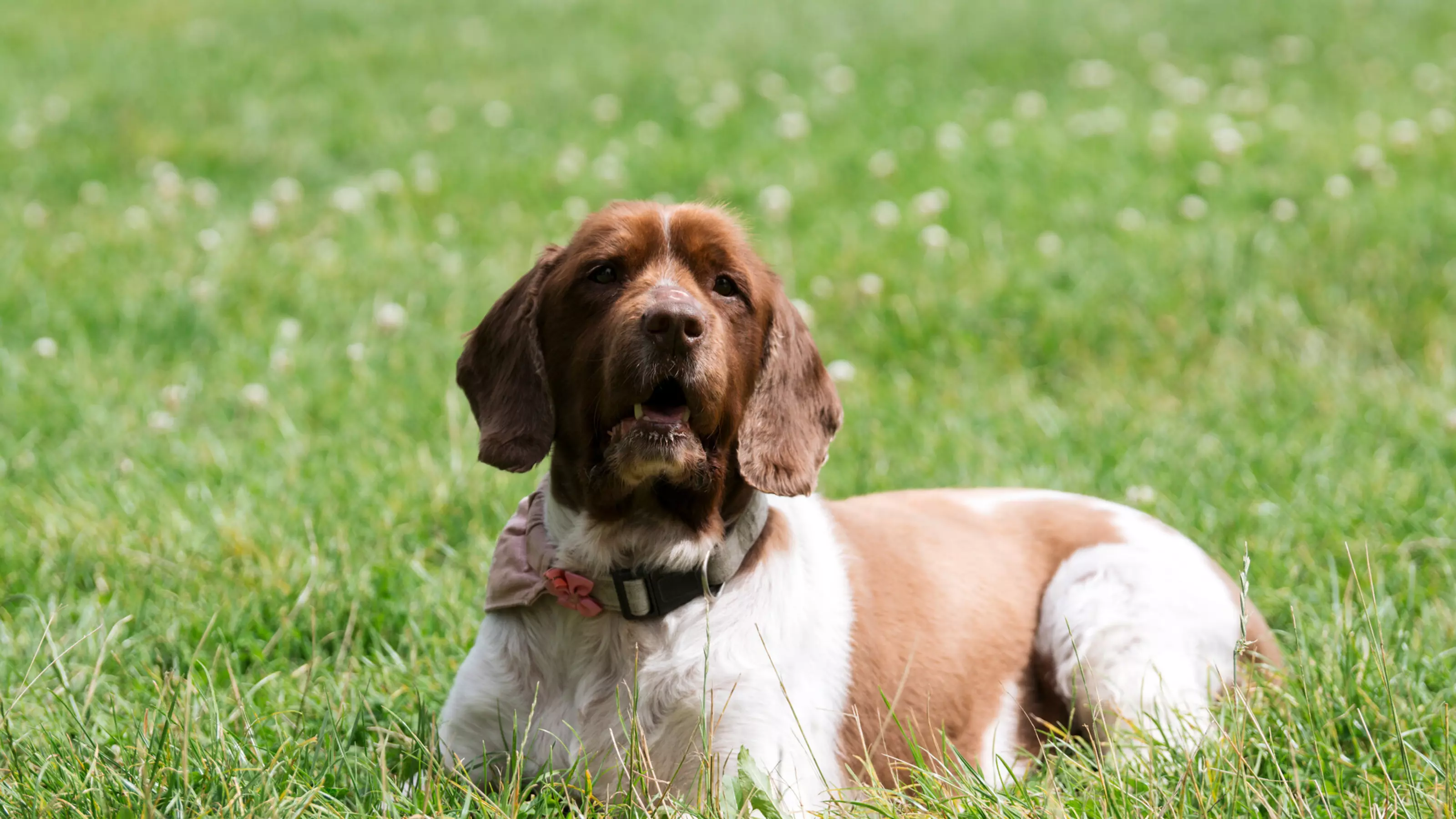 A springer spaniel called Willow lying clover filled in the grass on sunny day