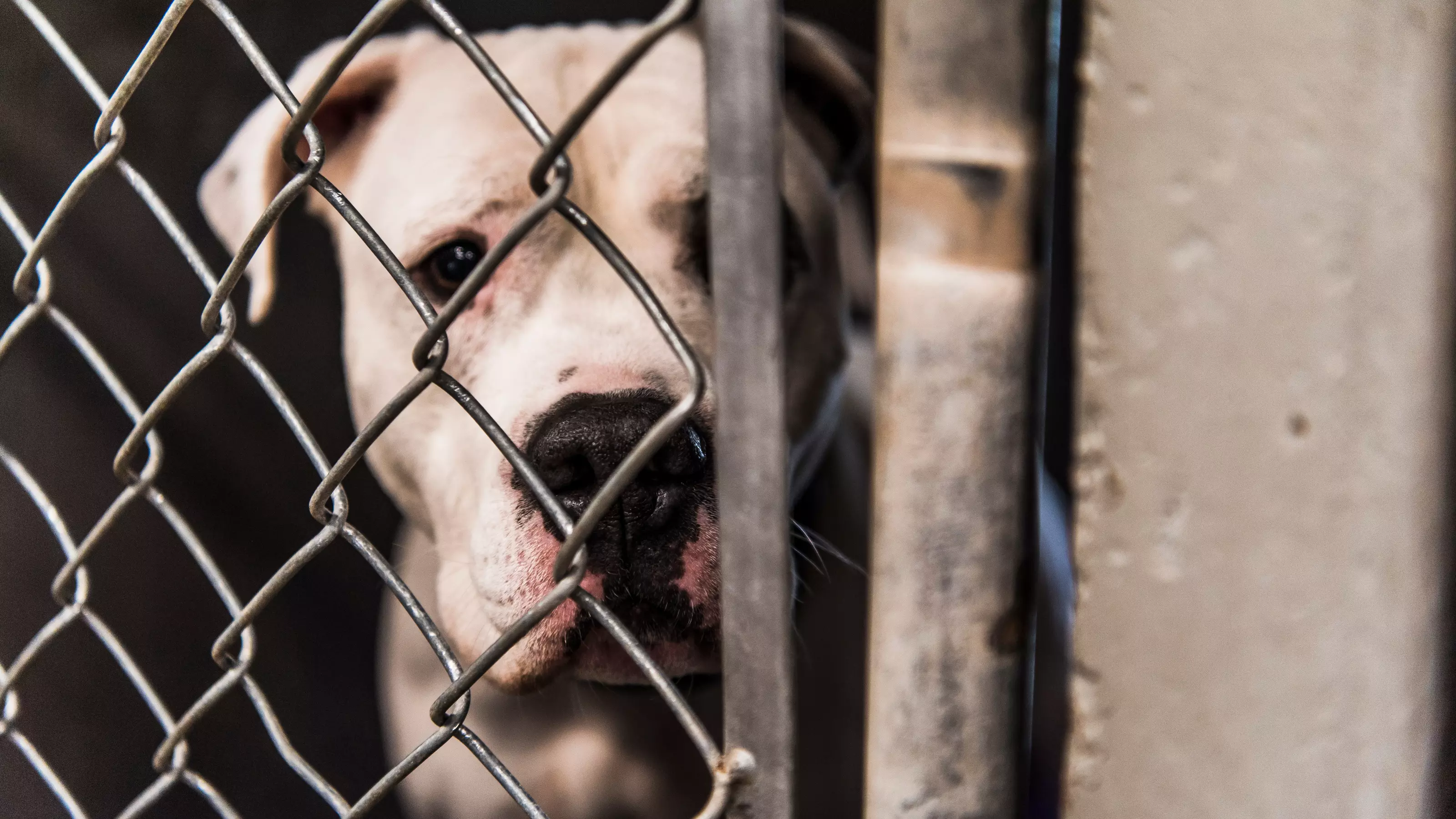 A white bull terrier dog standing behind bars in a a kennel