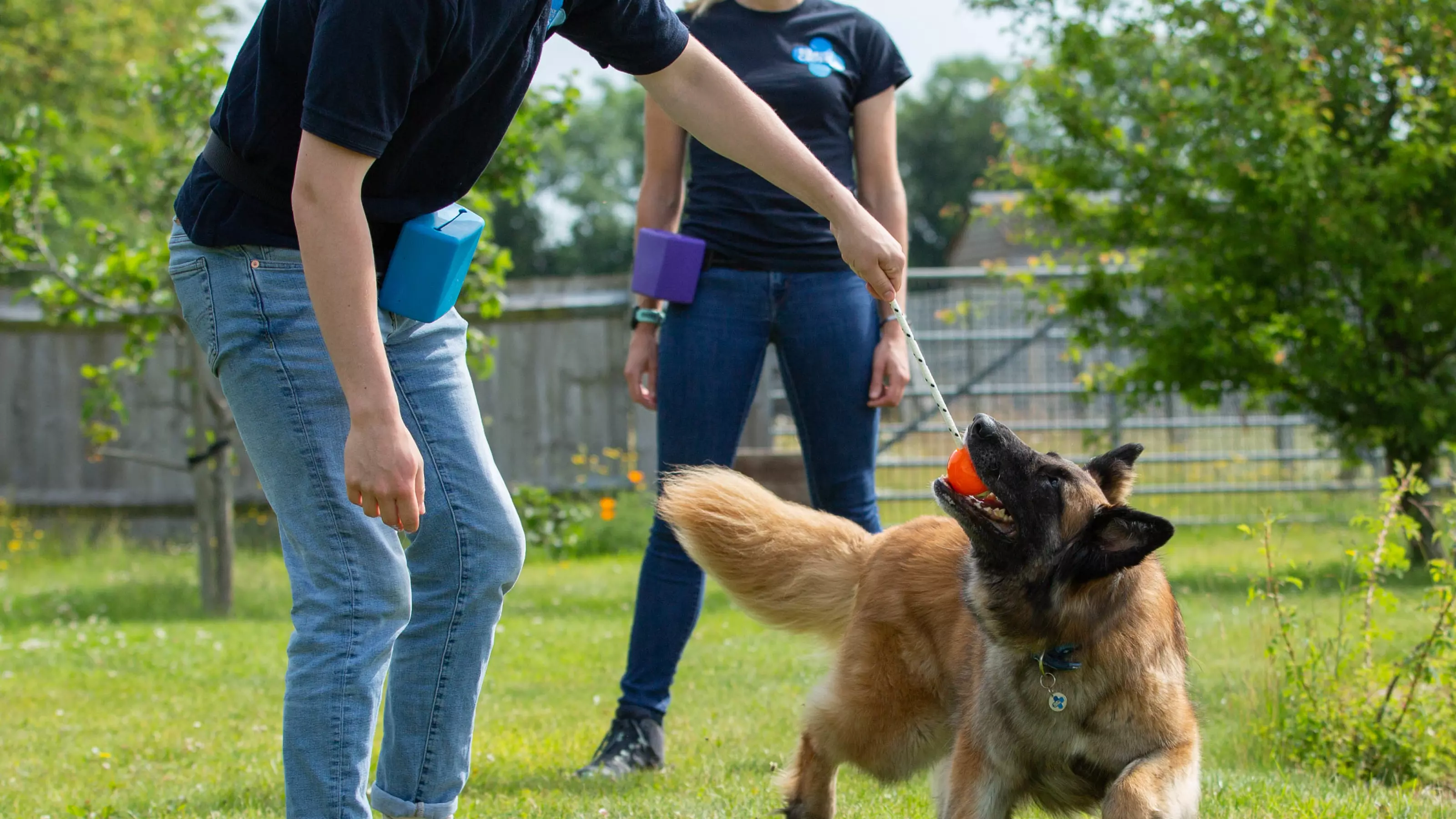 Dog training at Burford