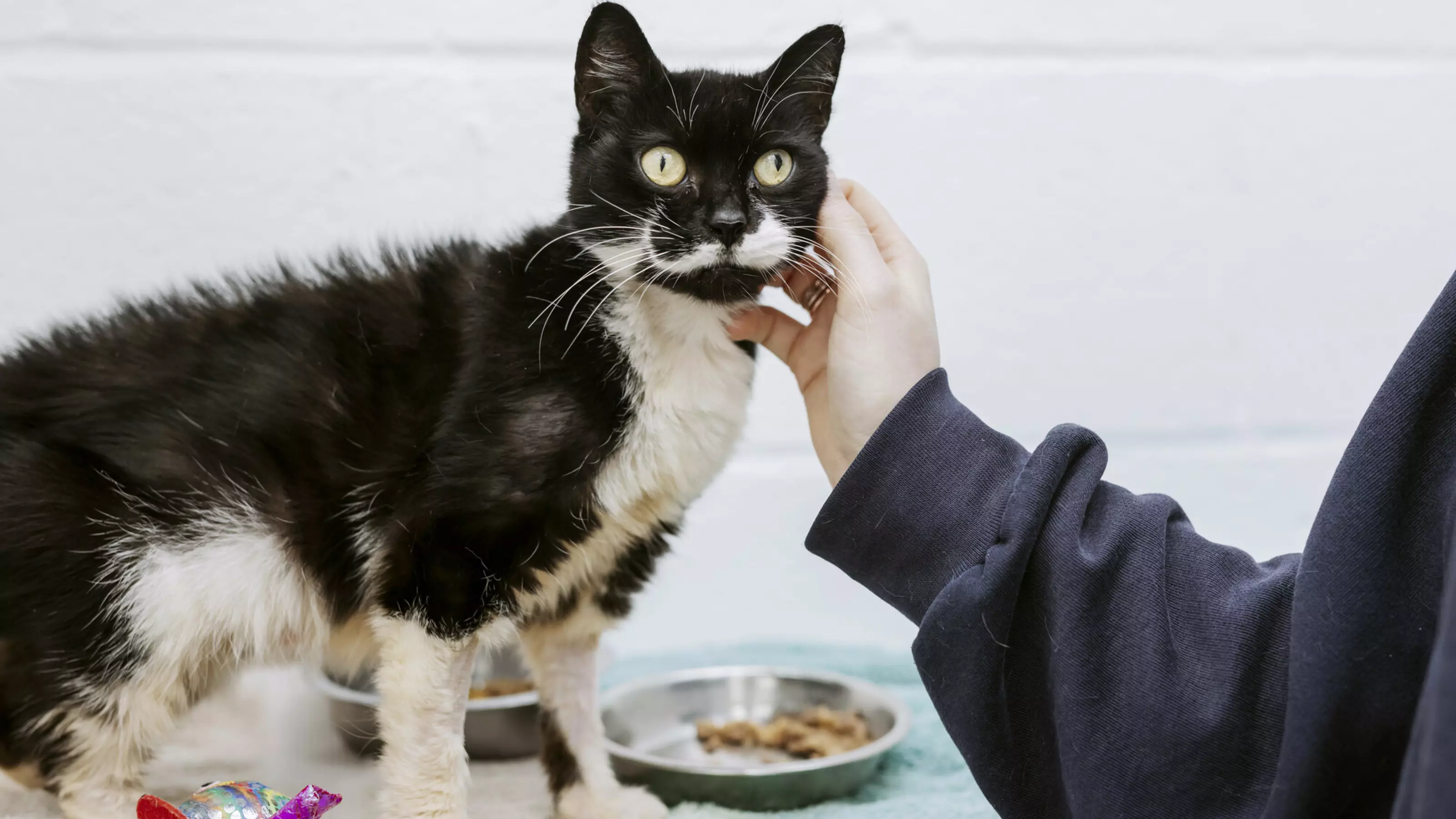 Black and white cat Finsbury standing next to two food bowls on top of a blue blanket enjoying a fuss from a team member with just an arm wearing navy jumper visible