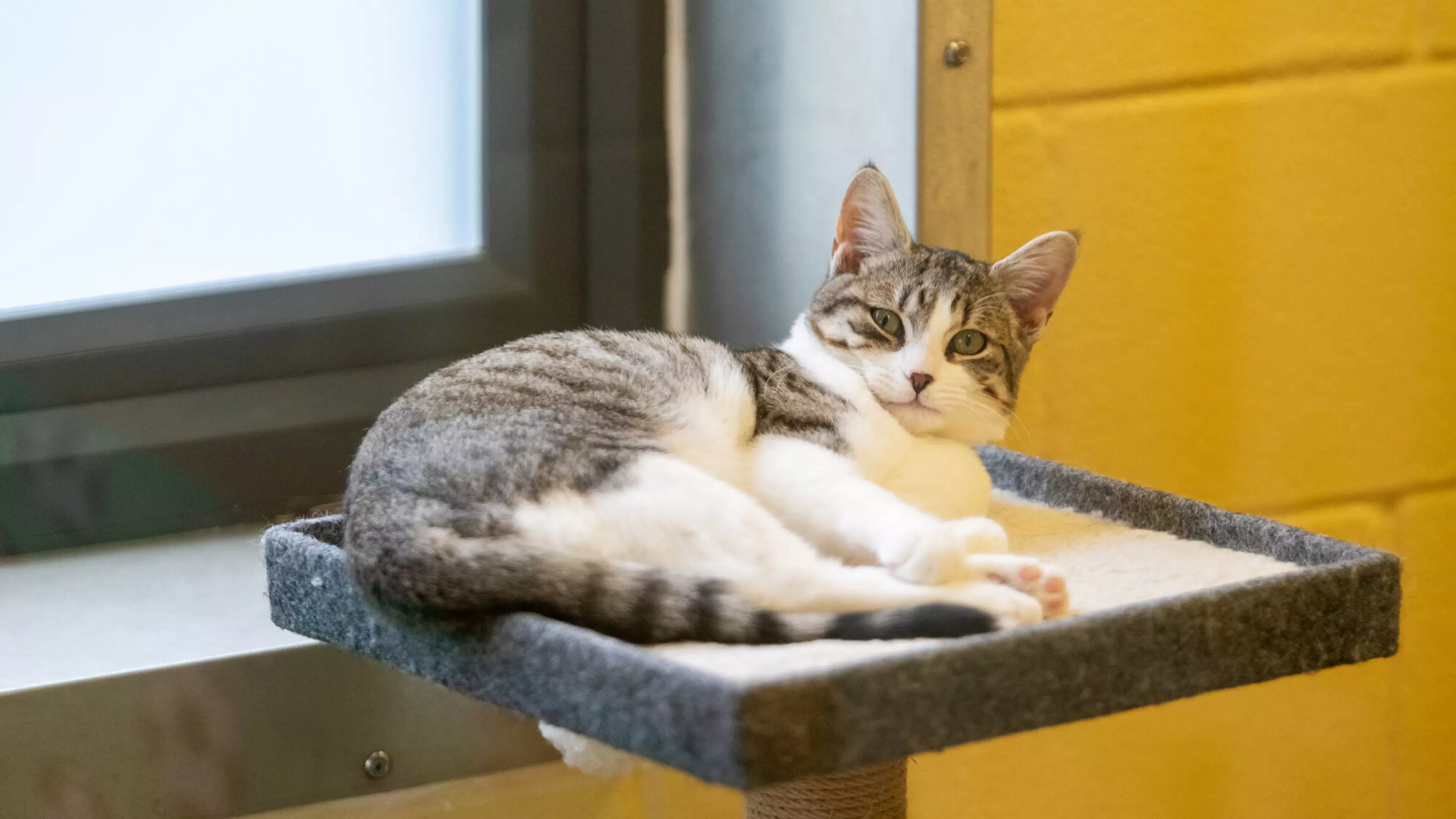 Grey and white tabby cat Cloud curled up on top of a cat tower with her head up, looking to camera
