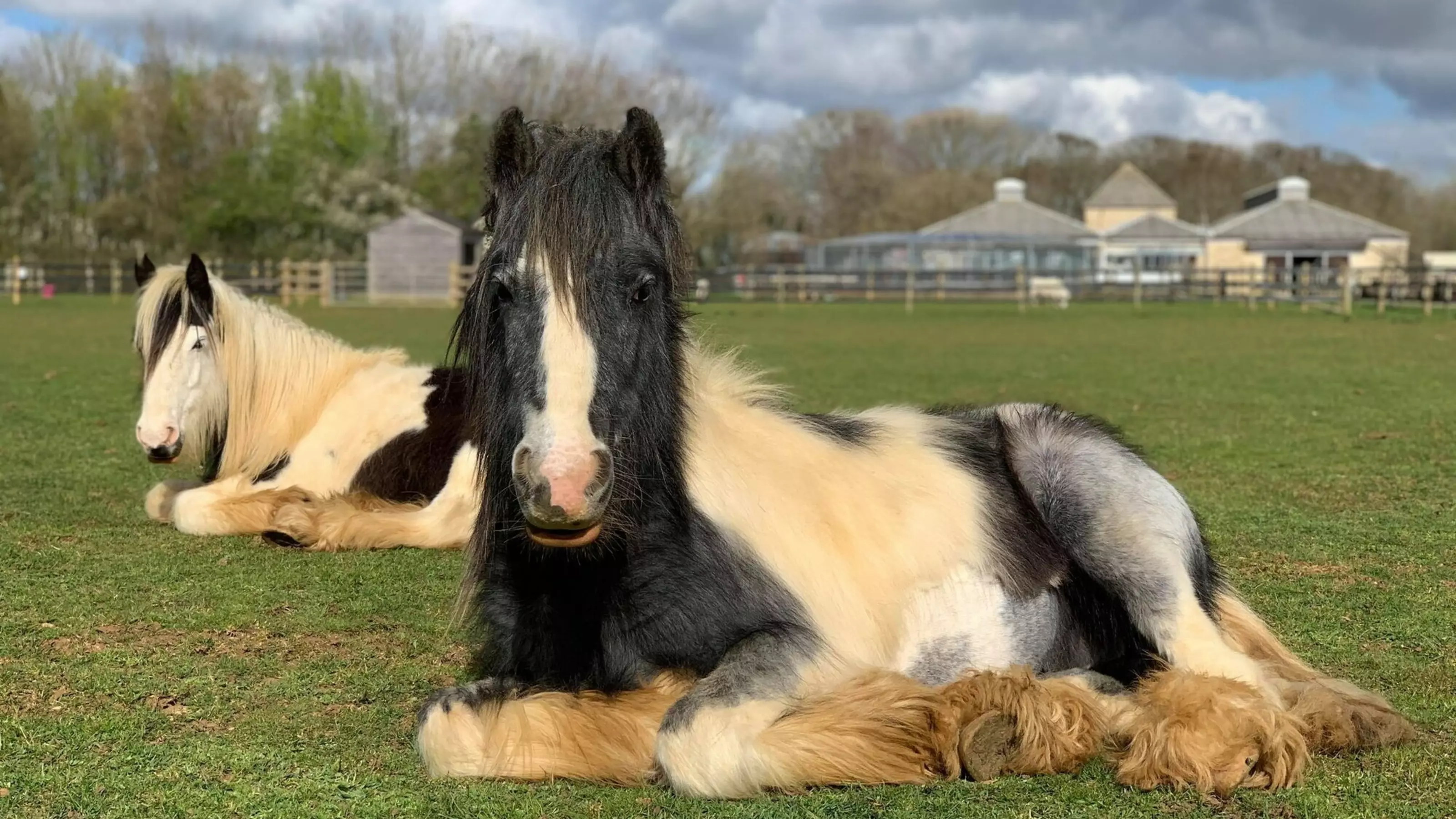 A relaxed black and white horse with feathered legs lying in a field, enjoying the sun