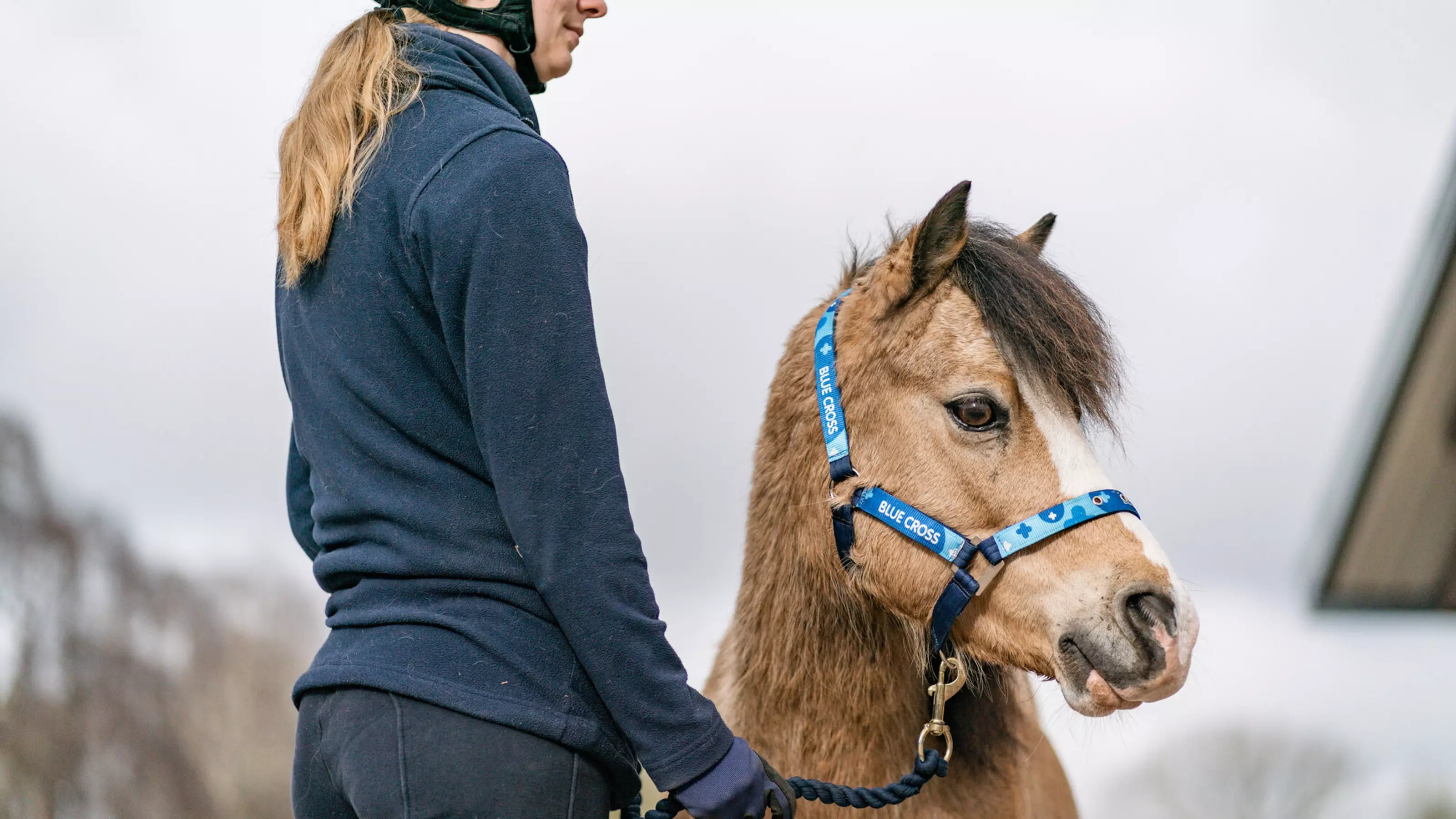 A Blue Cross groom stands next to a small brown pony. The pony is wearing a blue head collar. 