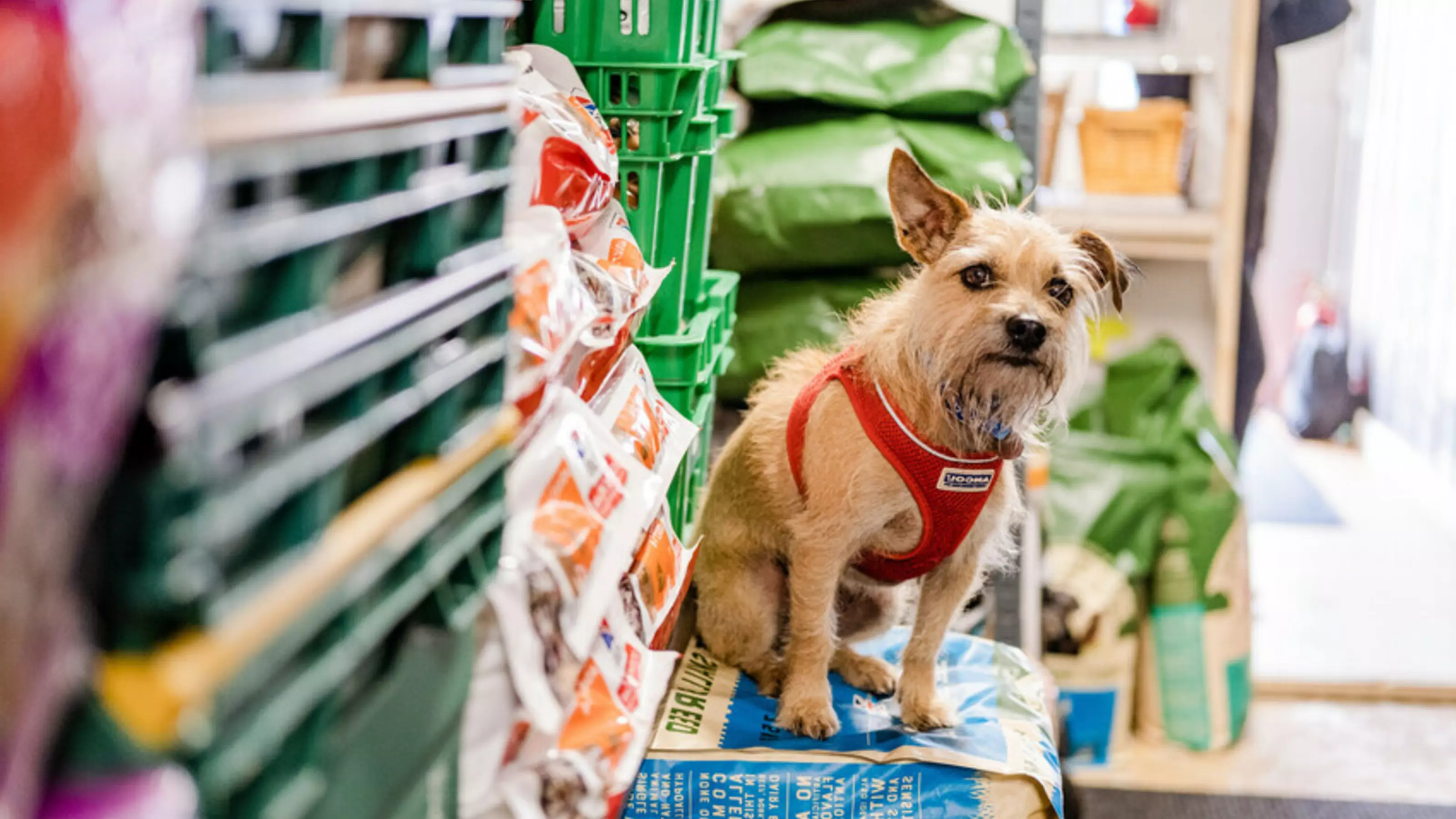 A small dog sits on a bag of pet food. They are wearing a red harness and looking at the camera.