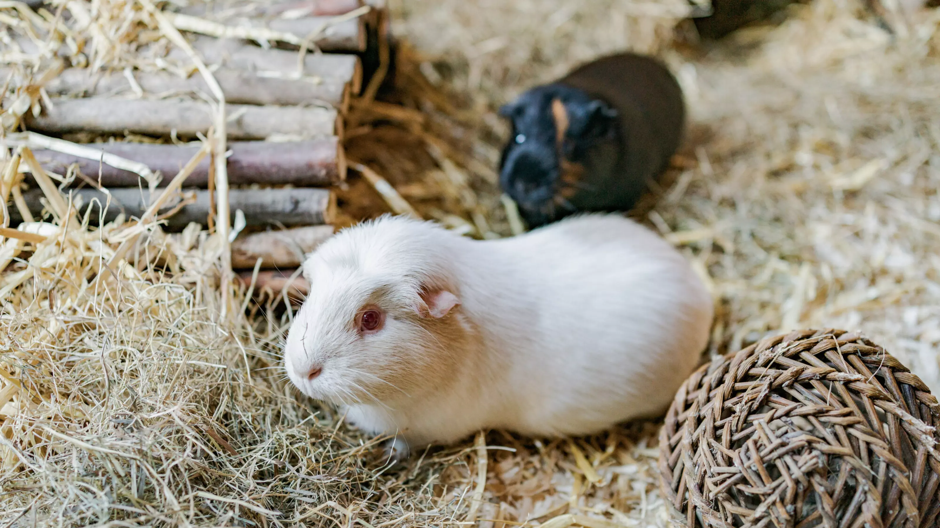 Two guinea pigs called Margo and Paloma, one white and one black and ginger, standing in their home full of toys, hay and hidey houses