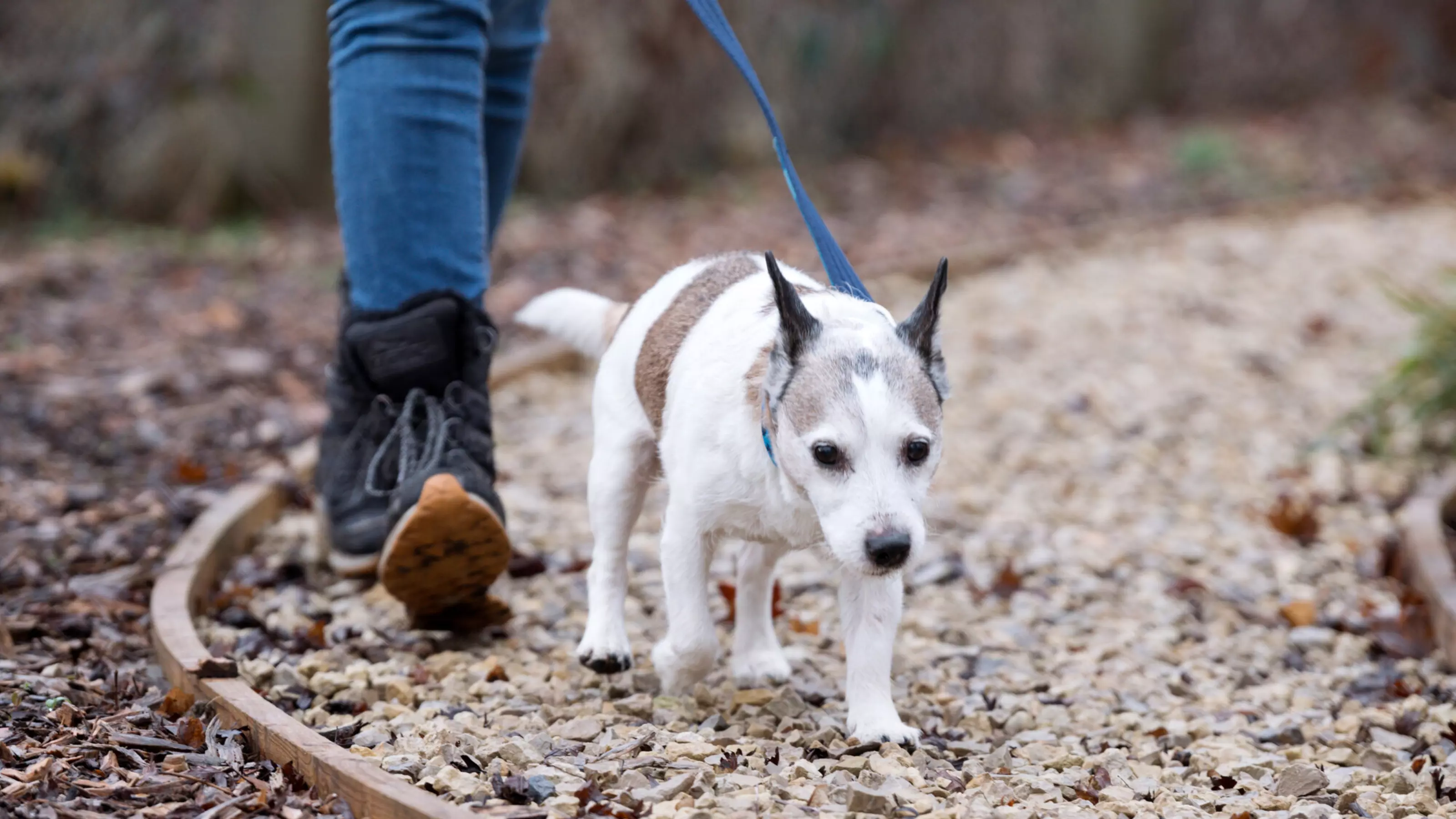A white and brown Jack Russell dog walks along a gravel path with their handler. They are on a blue lead.