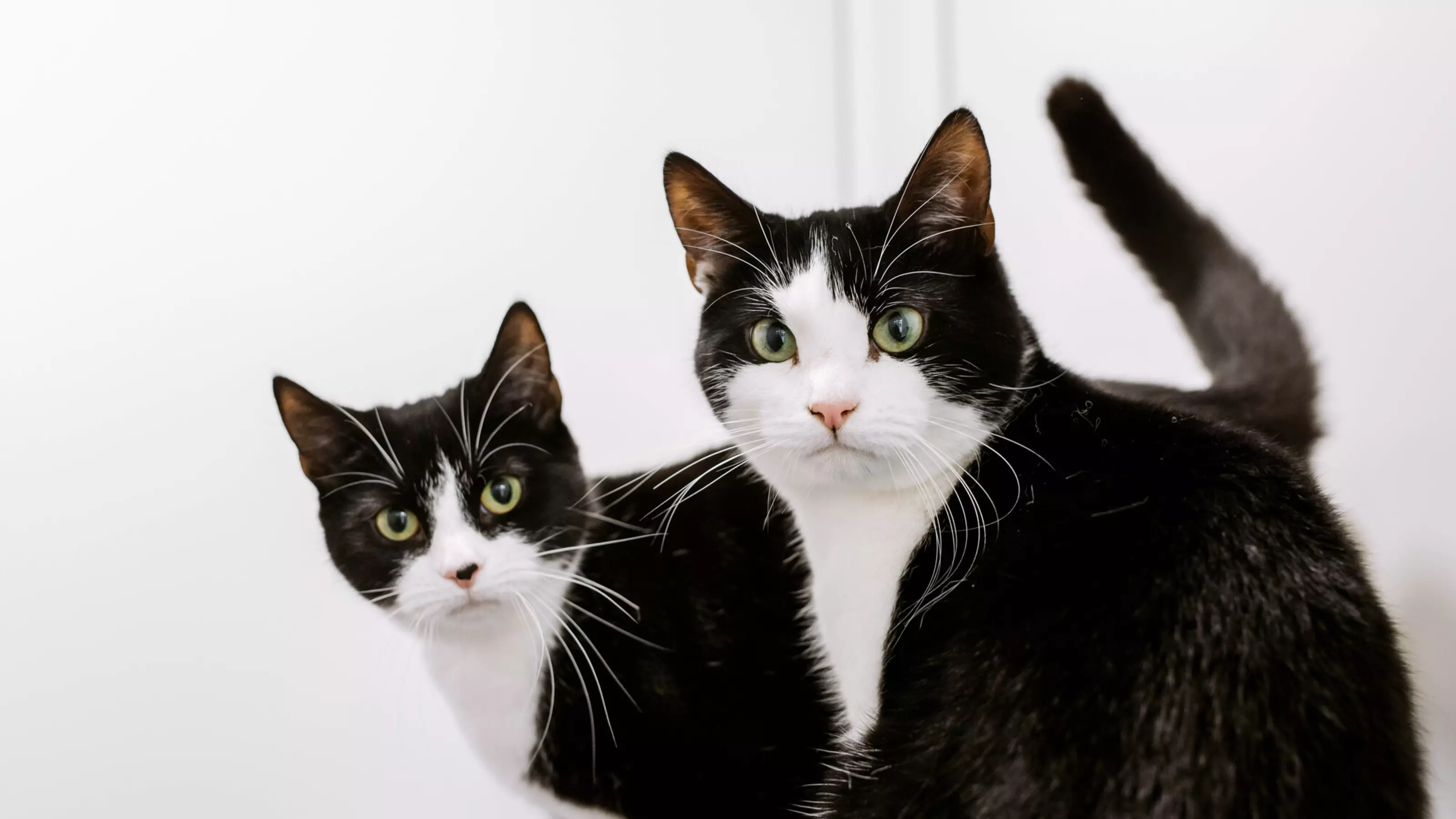 Two black and white cats called Harry and Bean sitting together looking into the camera. The pair are a father daughter duo.
