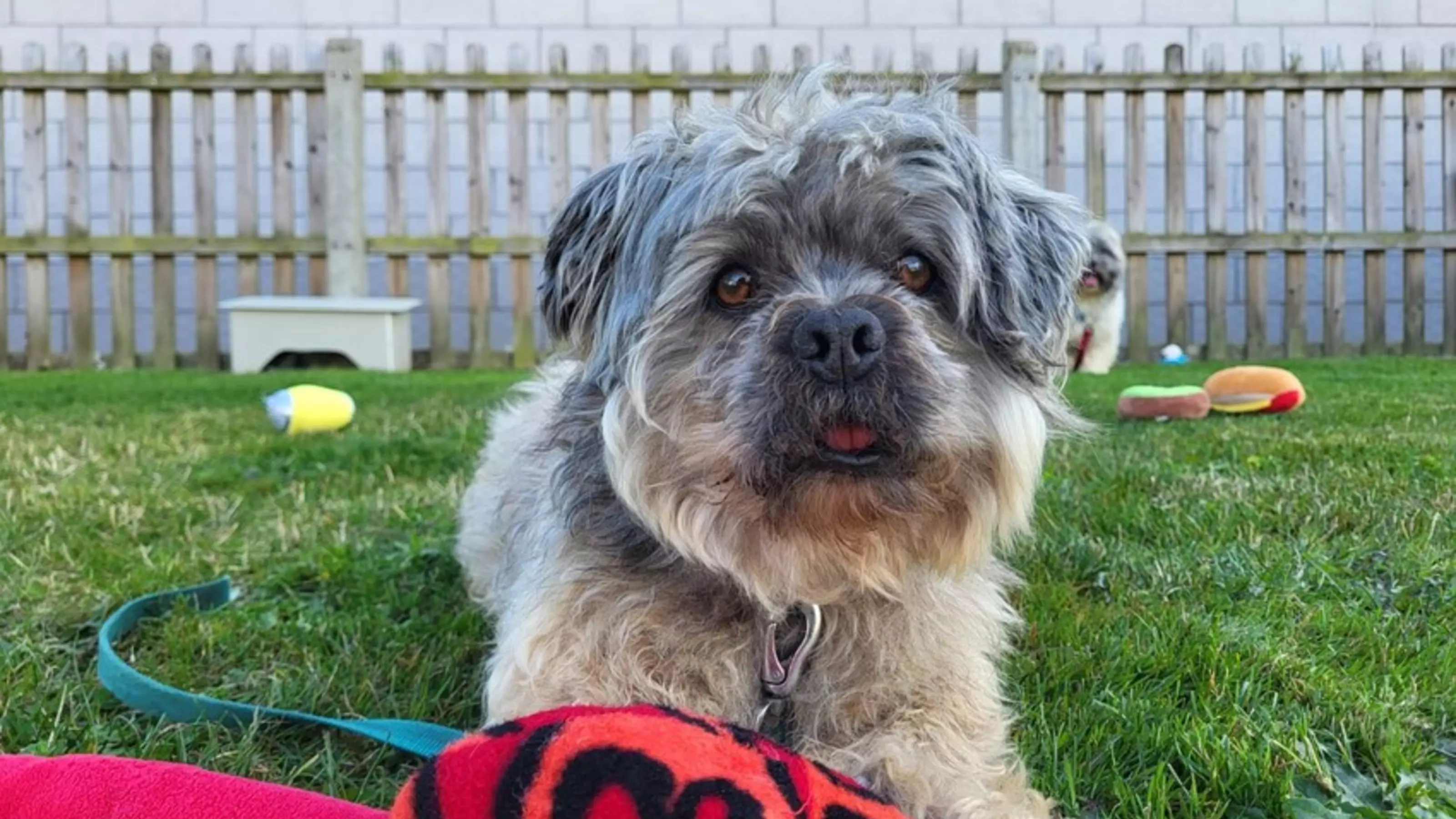 A grey Lhasa Apso called Jeremy lying in his garden with his toys