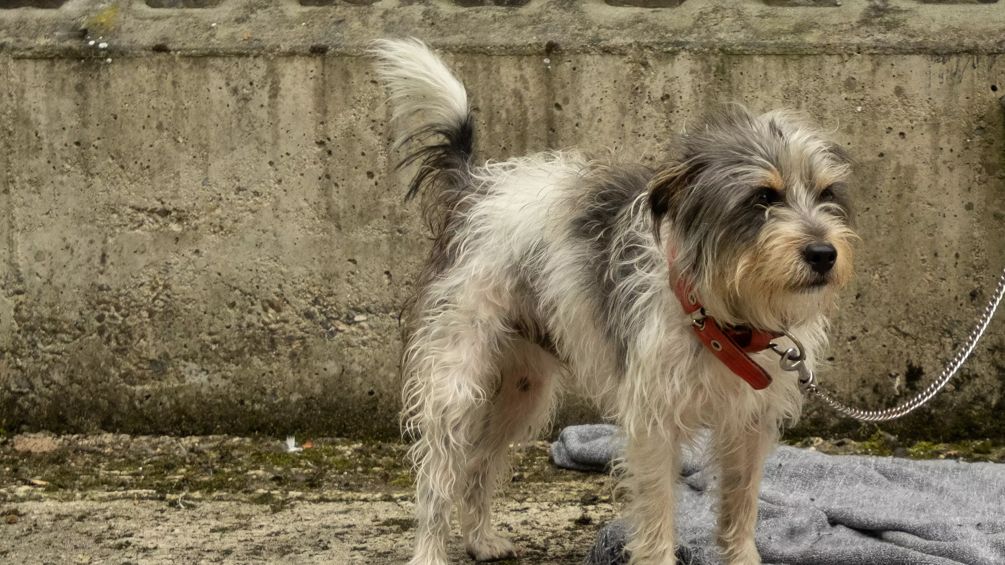 A scruffy looking homeless dog called Alfie has his lead tied to a wall with only a dirty blanket on the floor. It looks like he has been left behind.