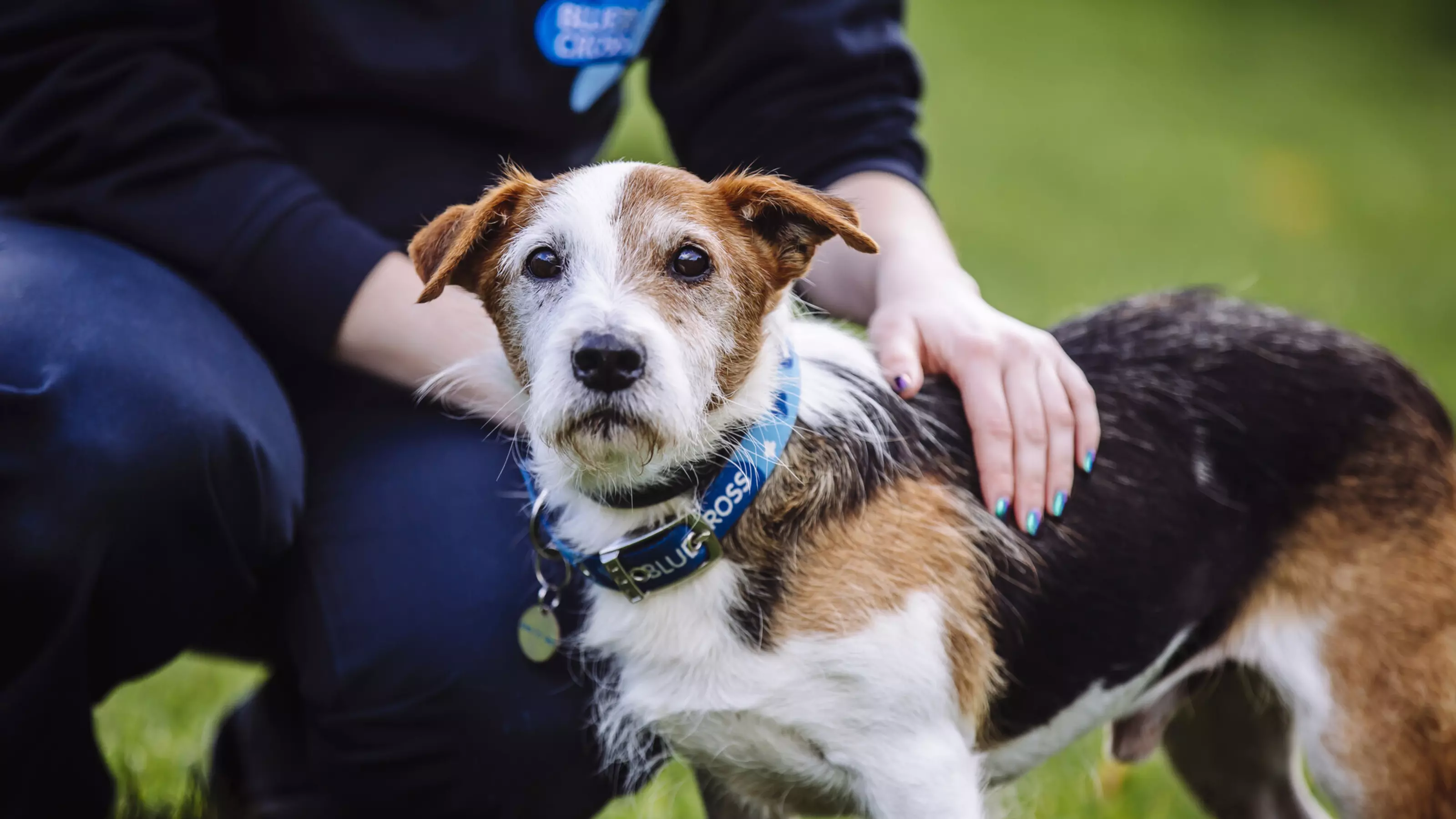 A white and ginger jack Russel called Chive wearing a Blue Cross harness, while standing in a field with a member of staff