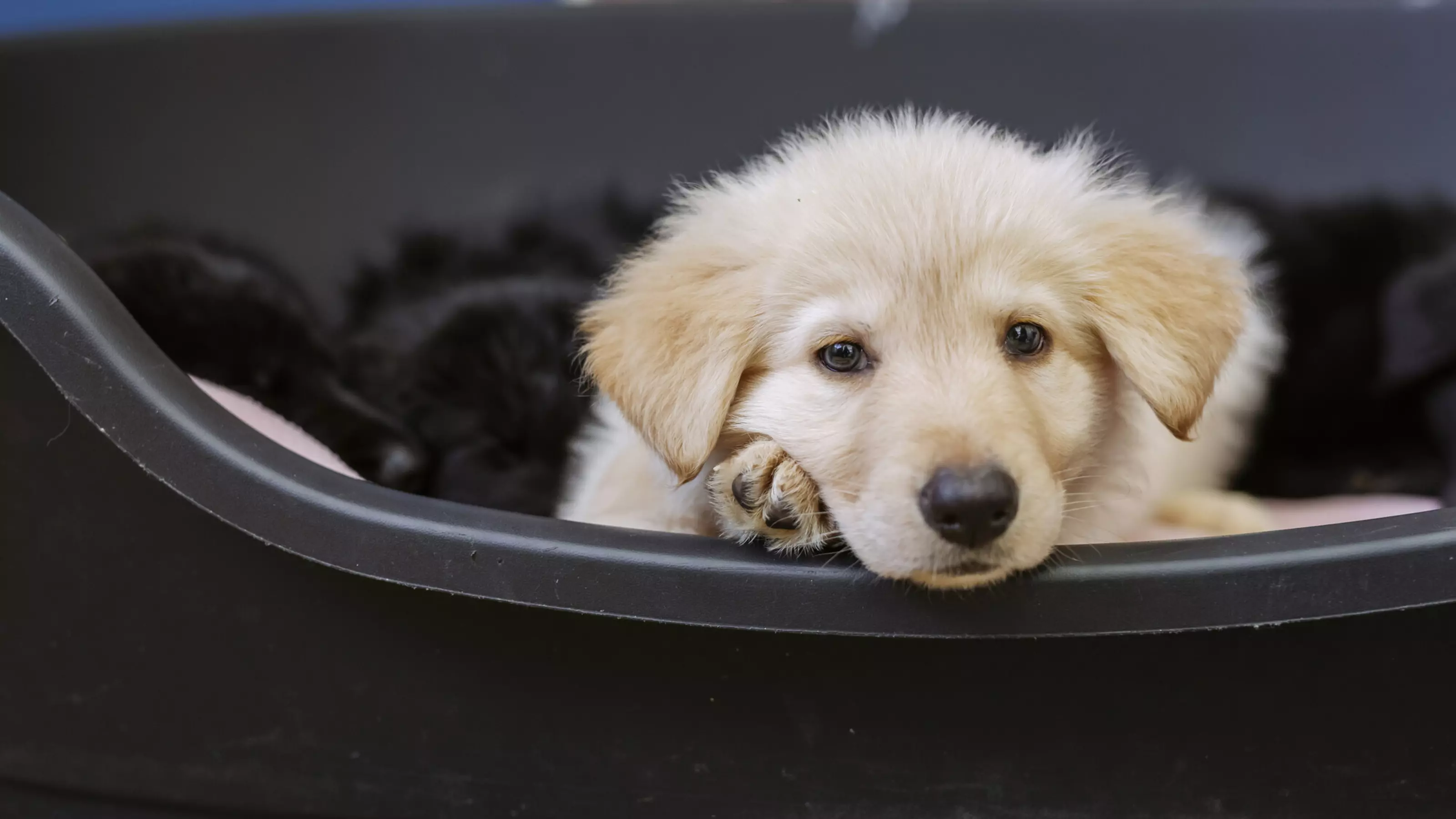Golden puppy in a brown dog bed with black puppy siblings in the background