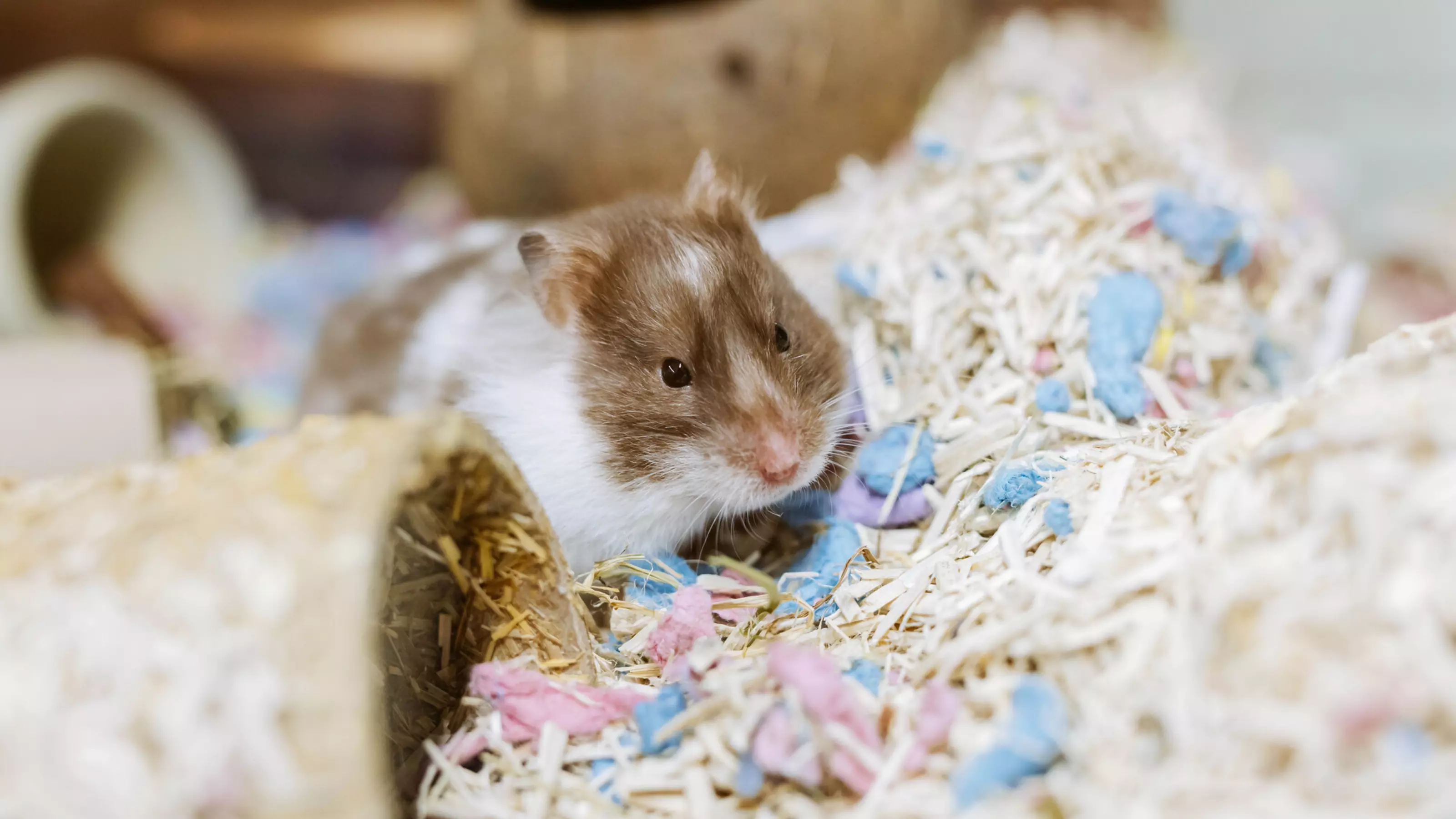 Hamster fawn burrowing in a thick pile of bedding