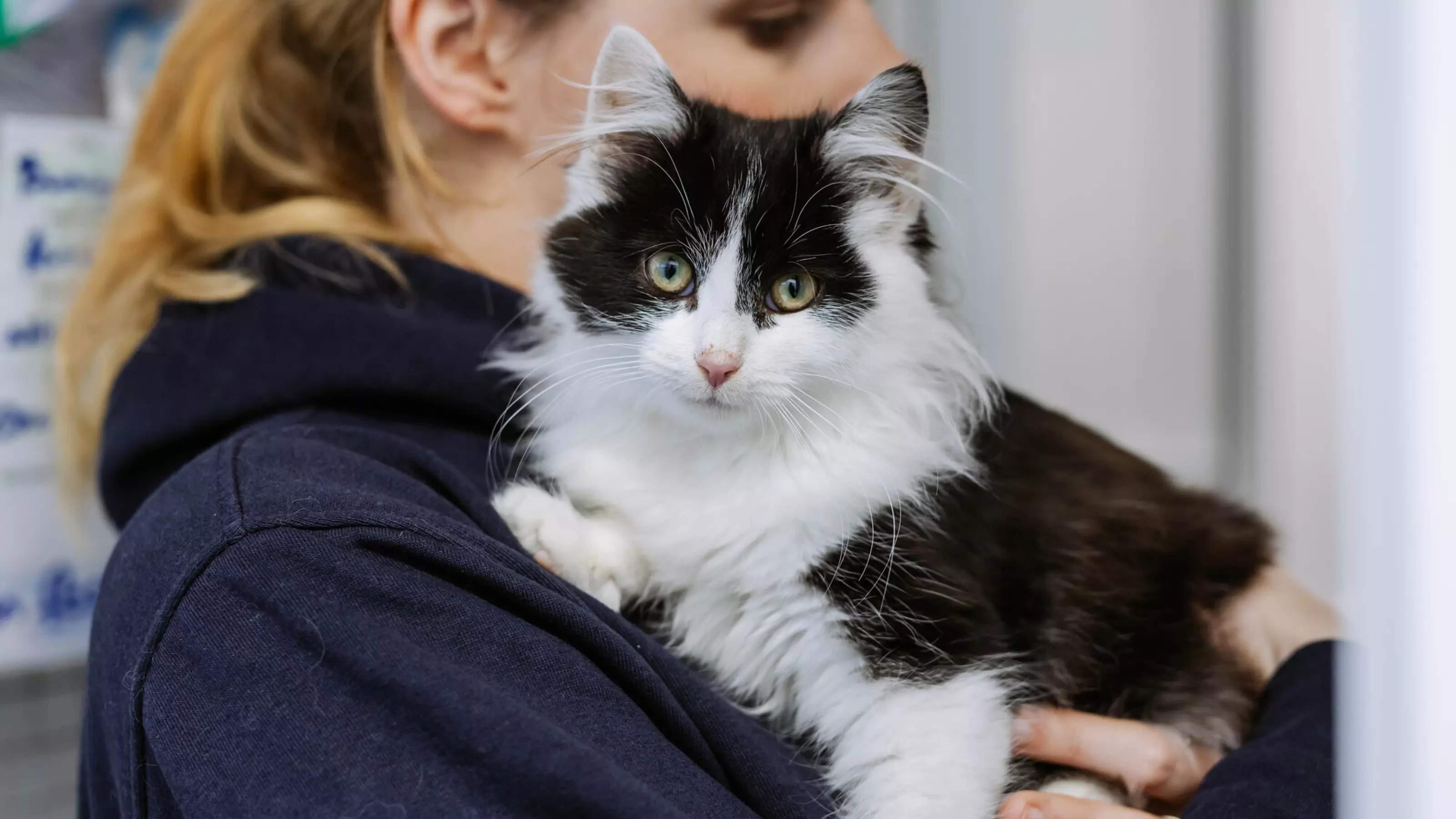 Black and white cat Bunnie