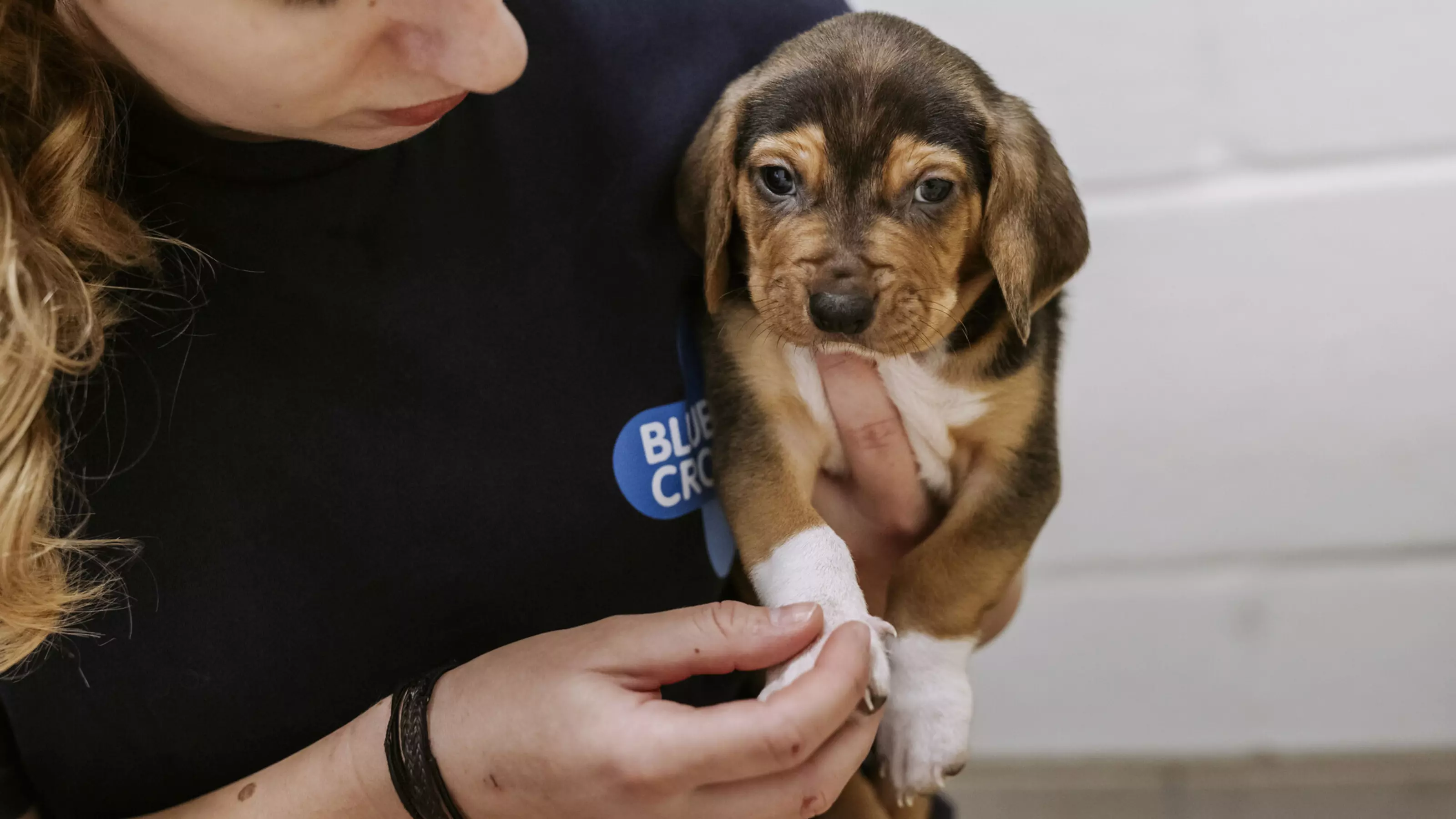 Tan, black and white puppy Bagel being held by Blue Cross staff member wearing navy sweatshirt