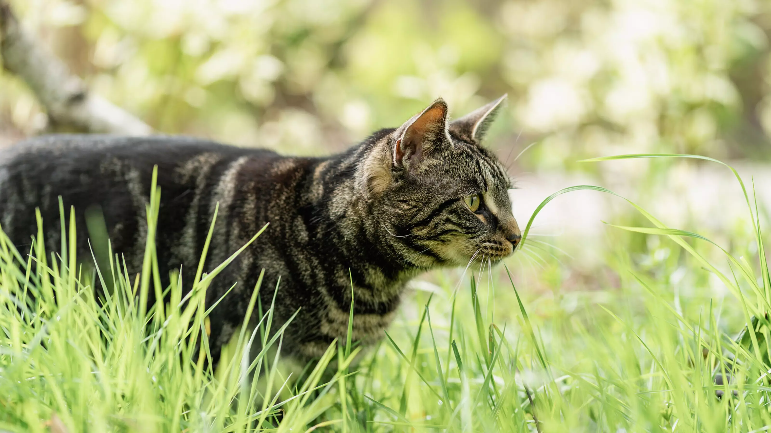 A tabby cat called Daisy sniffing grass in a garden