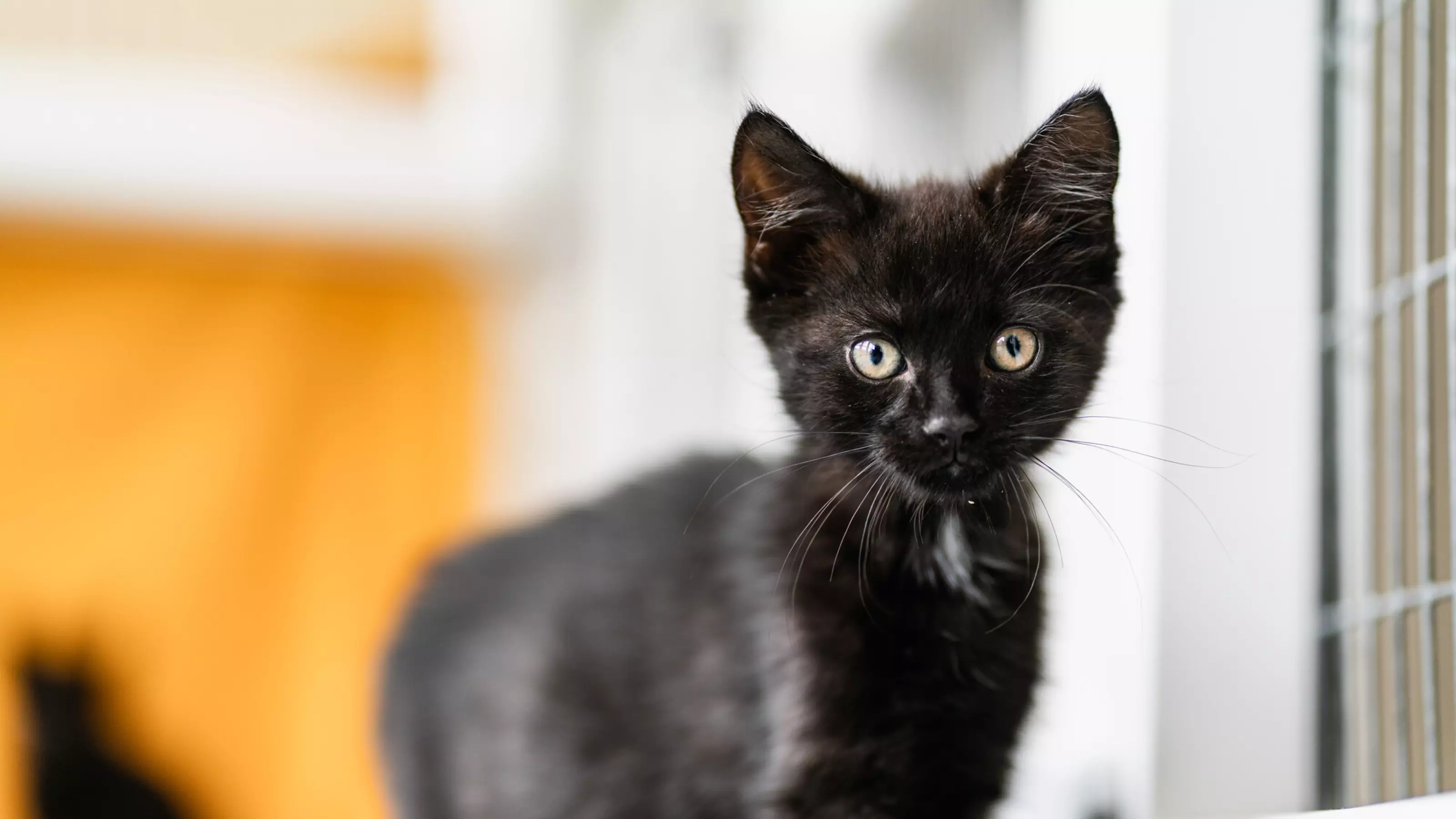 Black kitten looking into the camera with a white background