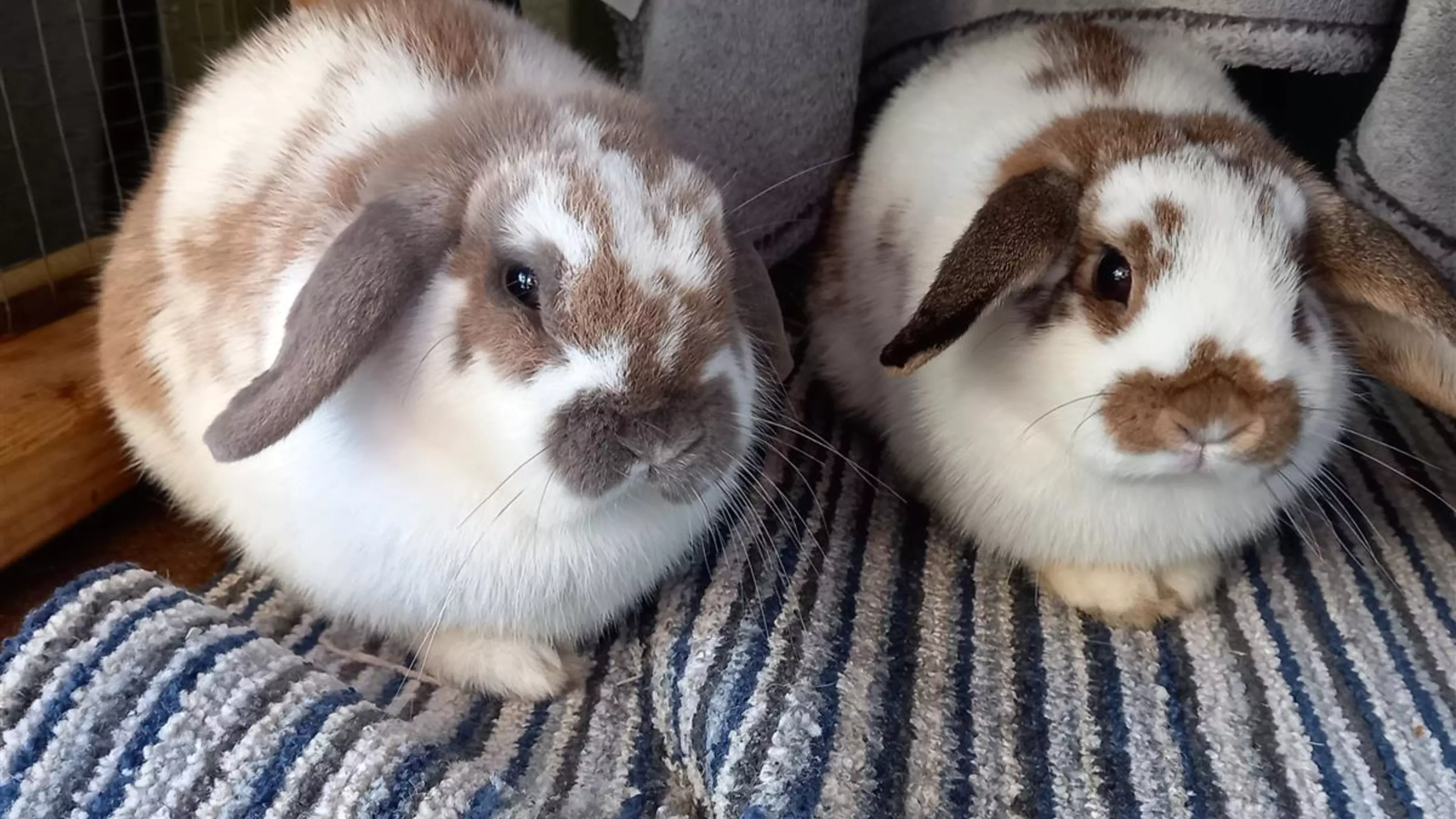 White and fawn rabbits Honey and Bee sat together on a striped rug