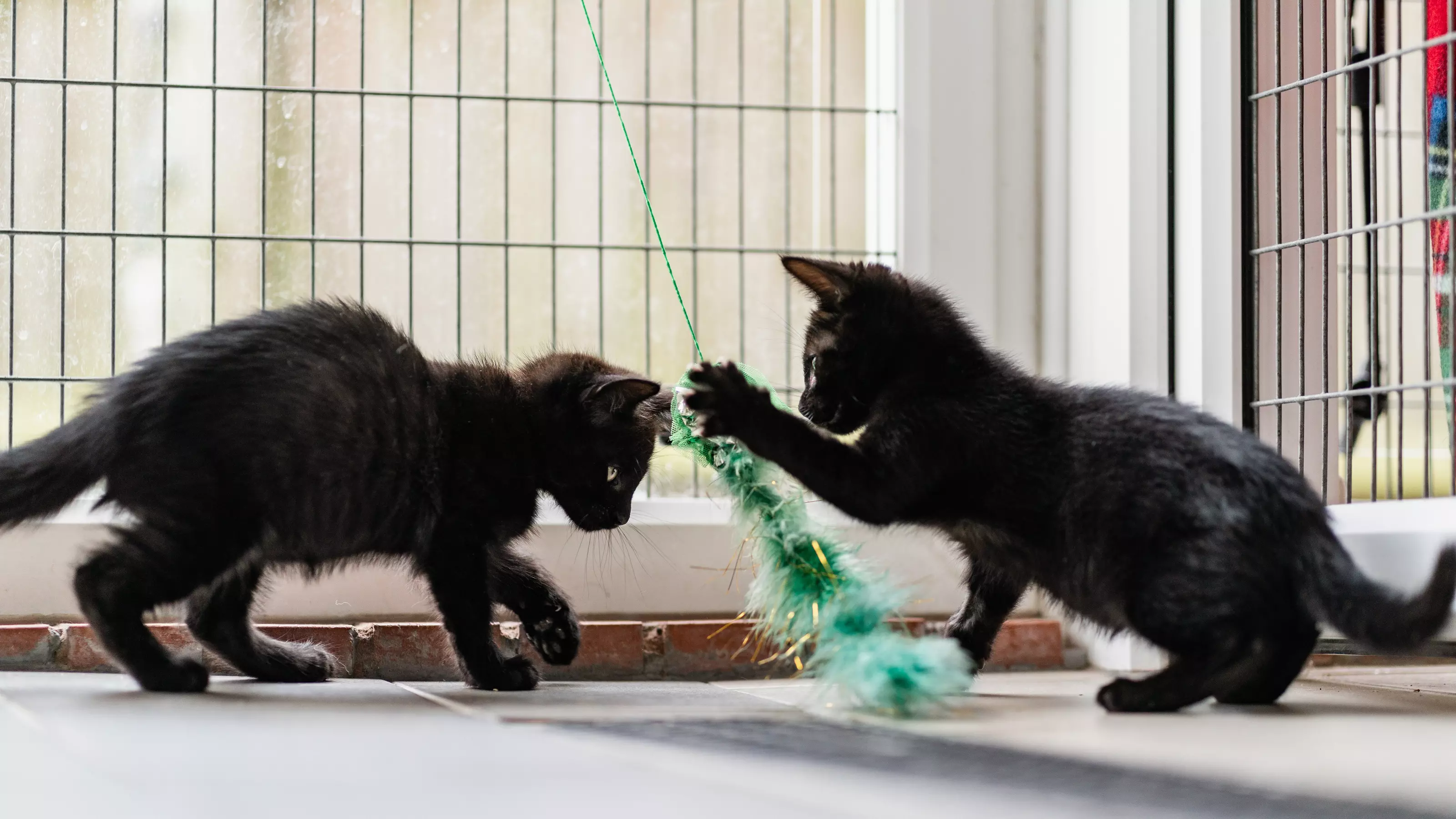 Two black kittens playing with a green feather toy.