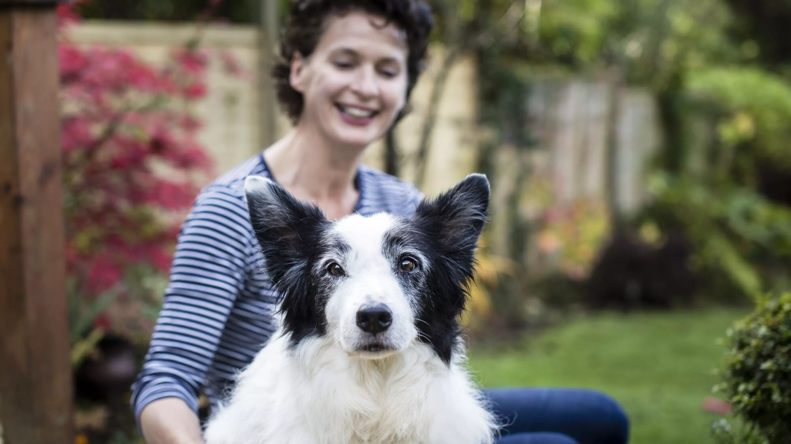 An elderly border collie dog sits in front of a smiling woman. She is stroking the dog's fur while they sit in a garden.