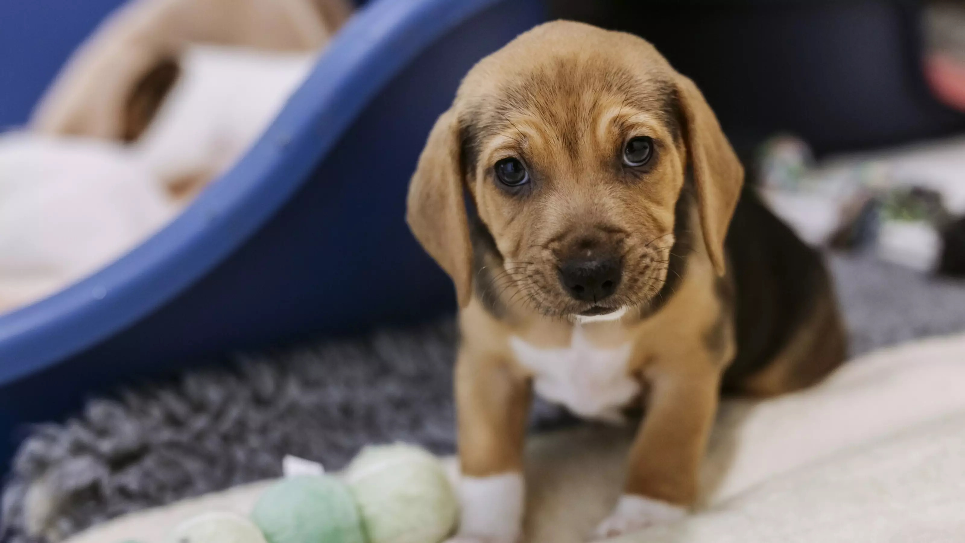 A small beagle puppy sits on soft bedding. They are looking up at the camera.