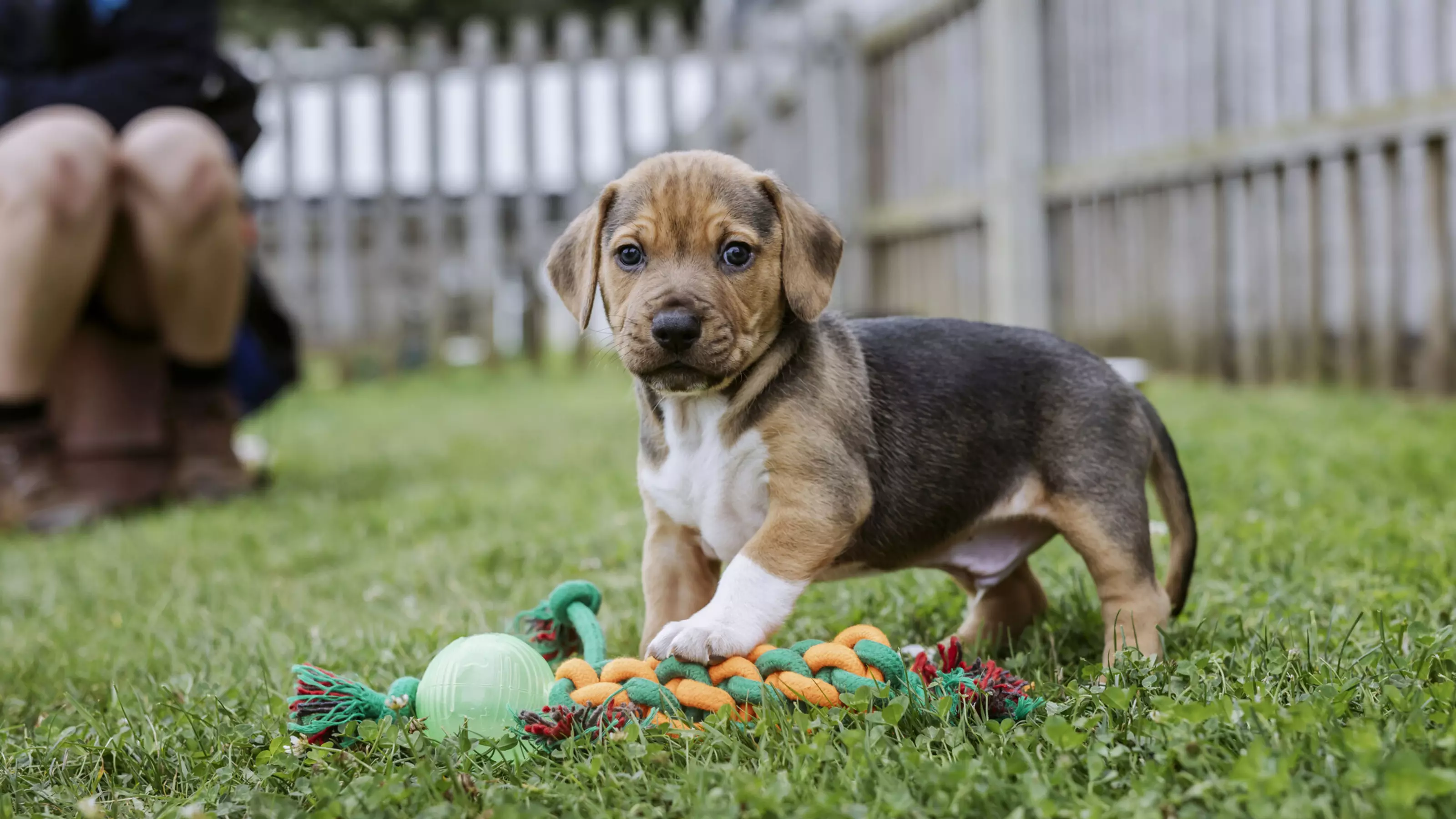 A brown puppy plays with a rope and ball toy in a garden. They are looking at the camera. In the background, a Blue Cross staff member crouches behind them.