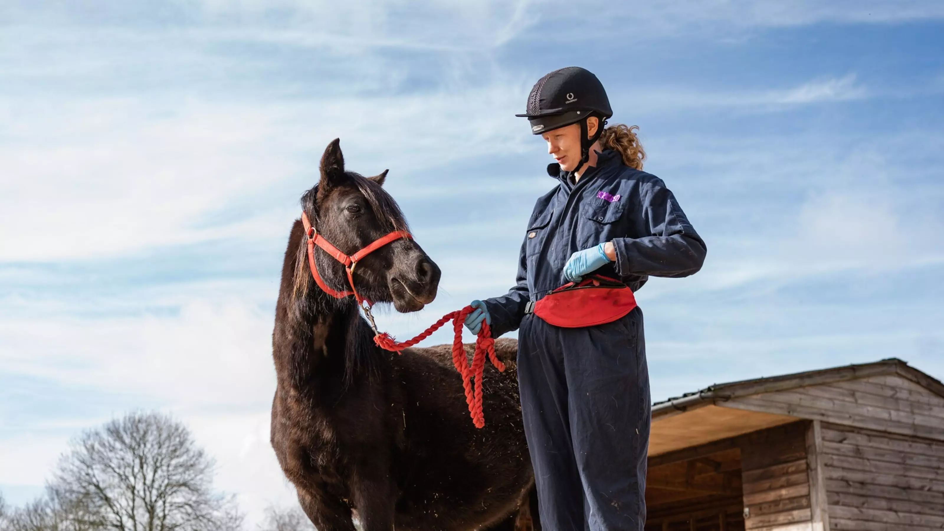A black pony stands beside a Blue Cross groom. The pony is wearing a red head collar and is looking towards the groom.