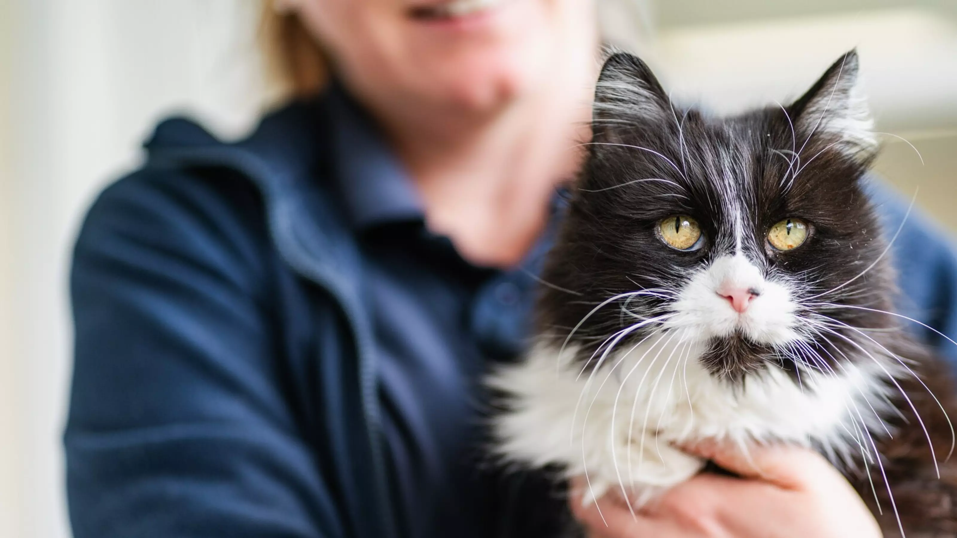 A black and white cat is being held by a Blue Cross staff member.