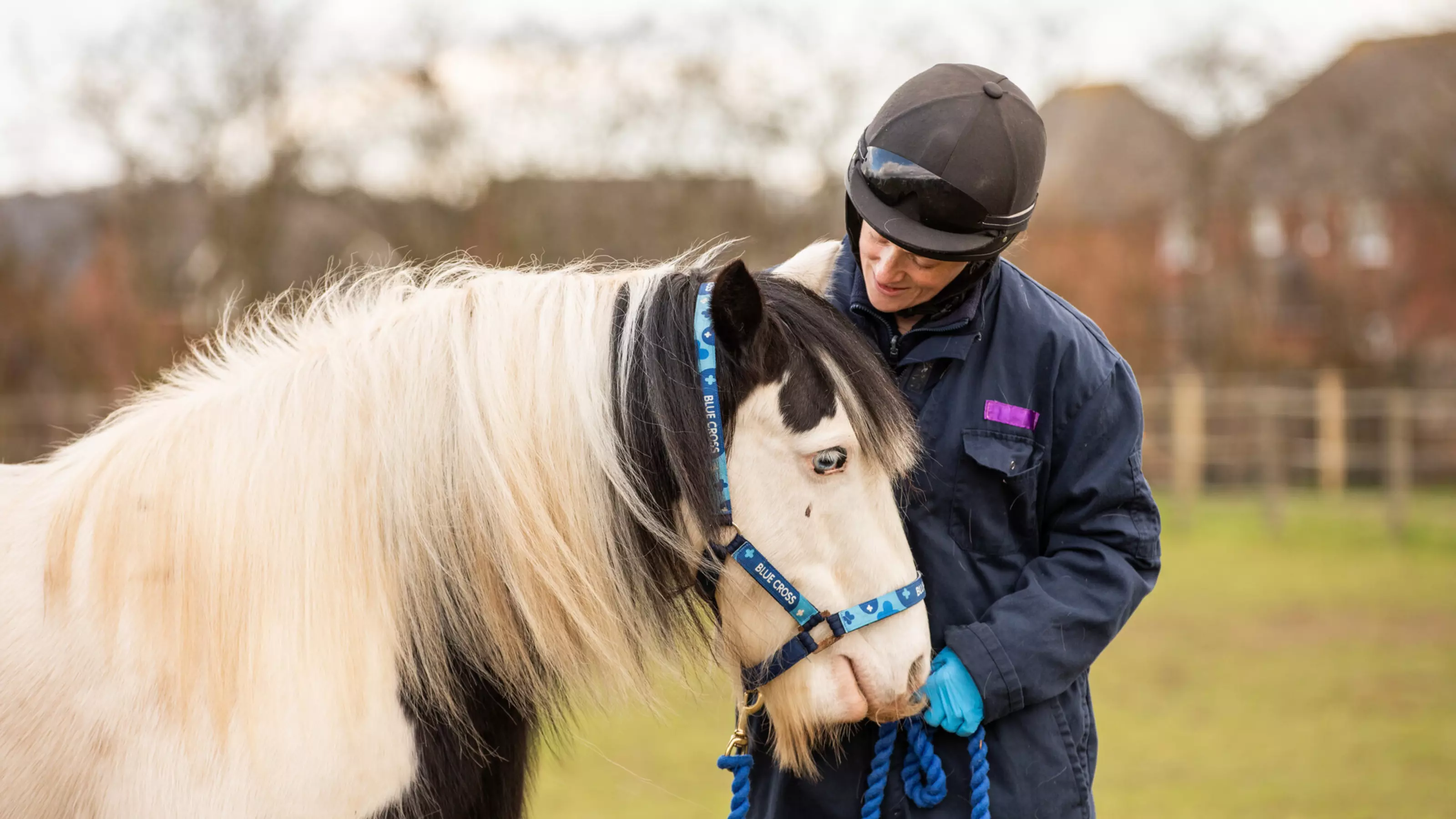 A piebald pony is handled by a Blue Cross groom. The pony is wearing a Blue Cross head collar.