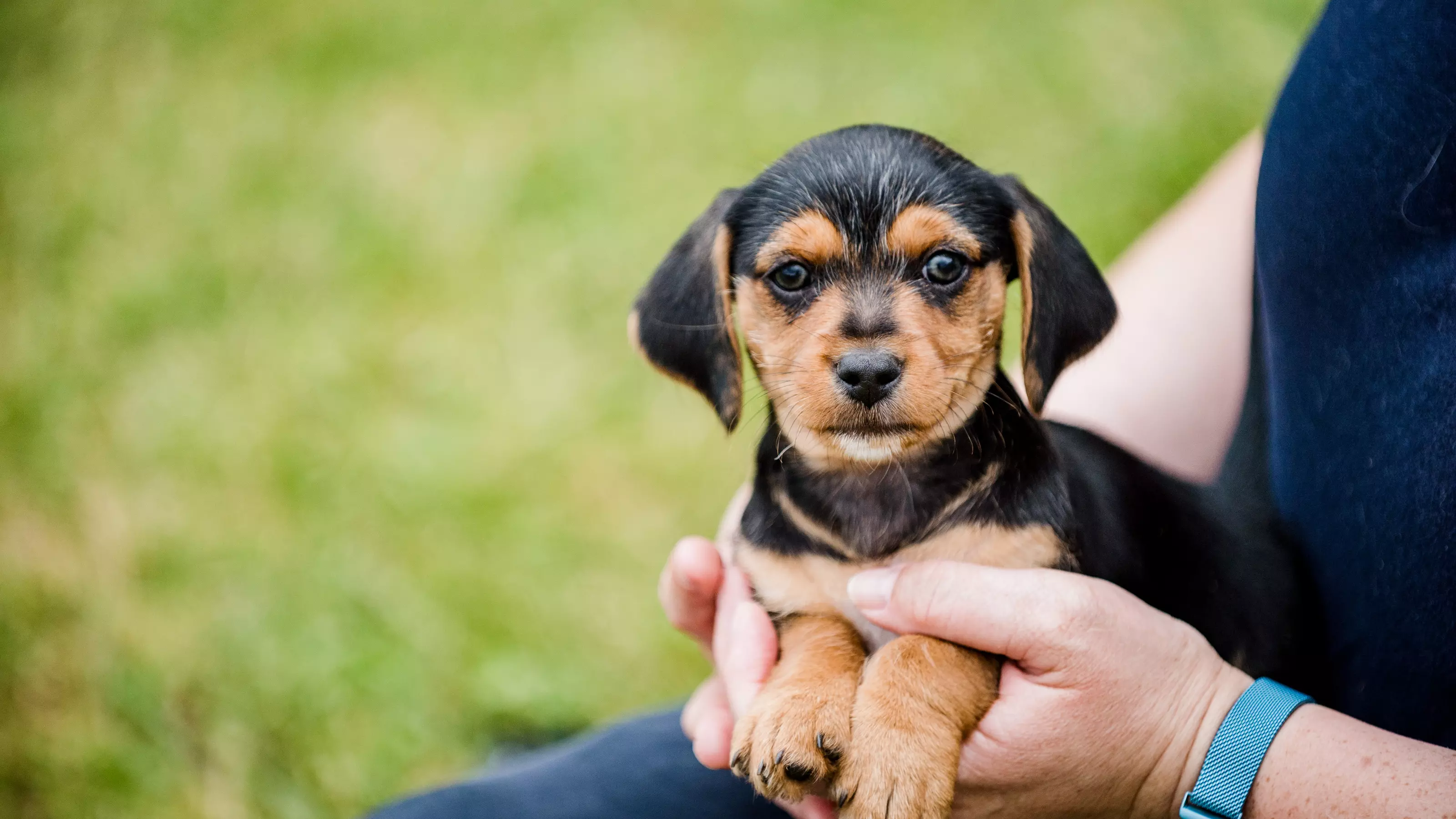 A black and tan dachshund puppy is held in the hands of a Blue Cross staff member. The puppy looks at the camera.