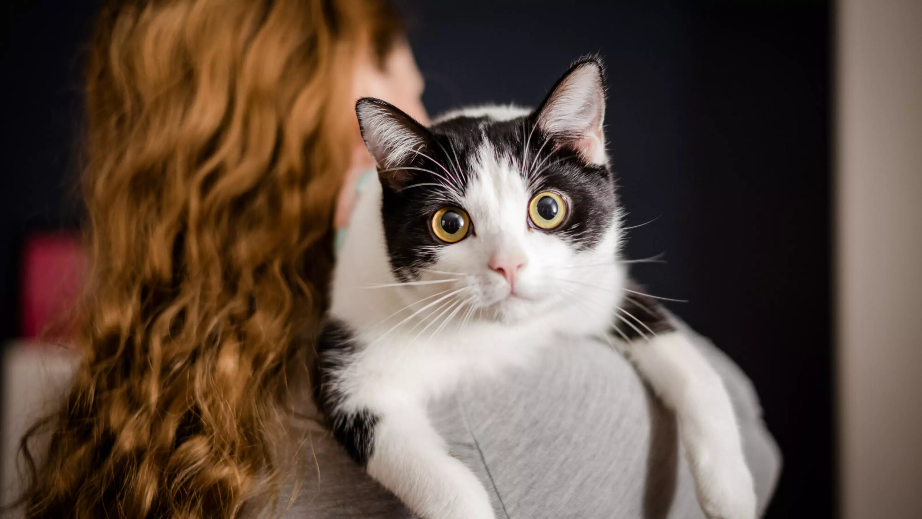 A black and white cat looks over the shoulder of their owner.