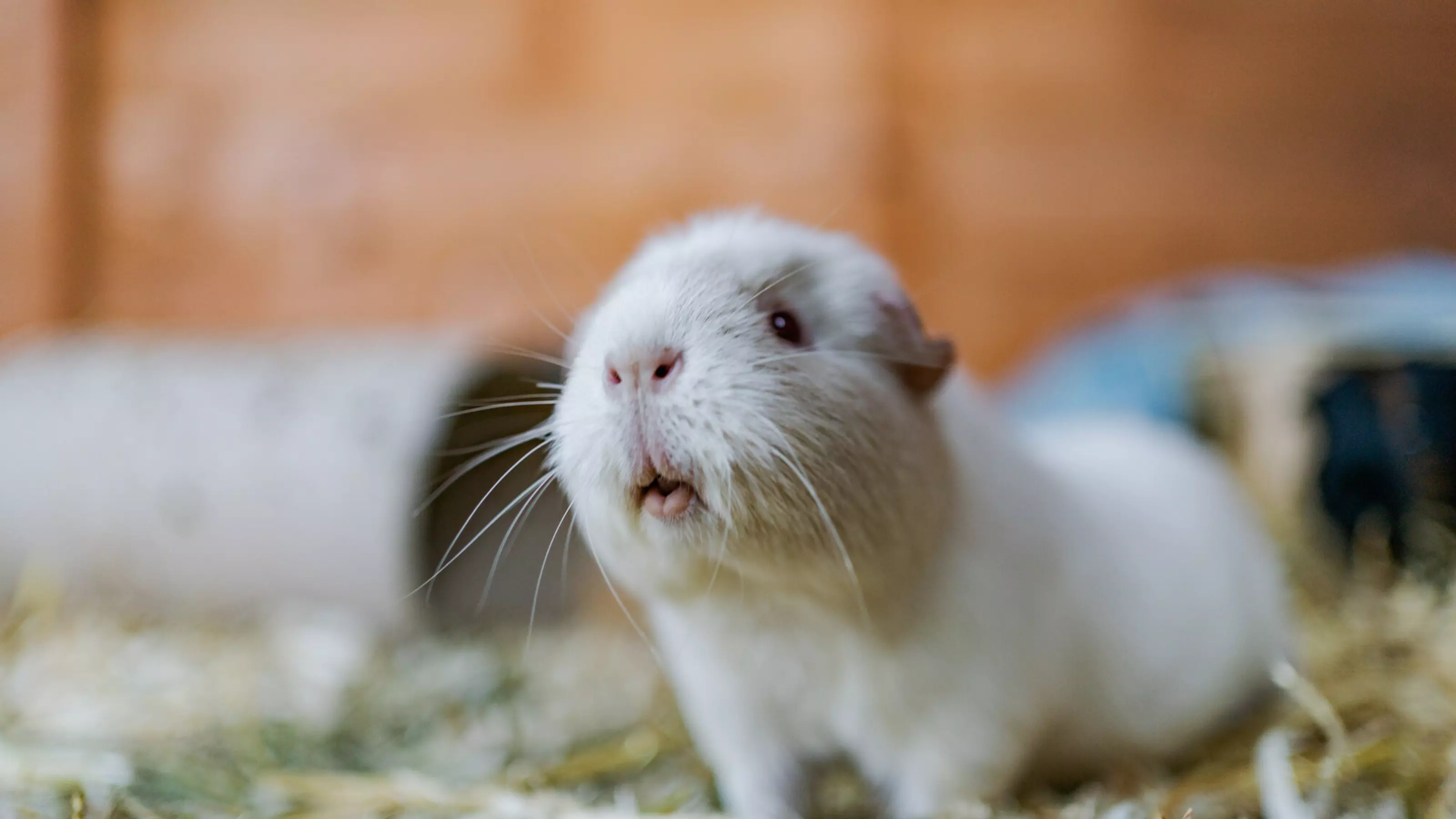A white guinea pig looks at the camera. They are sitting on a bed of wood shavings. There is a tunnel behind them.