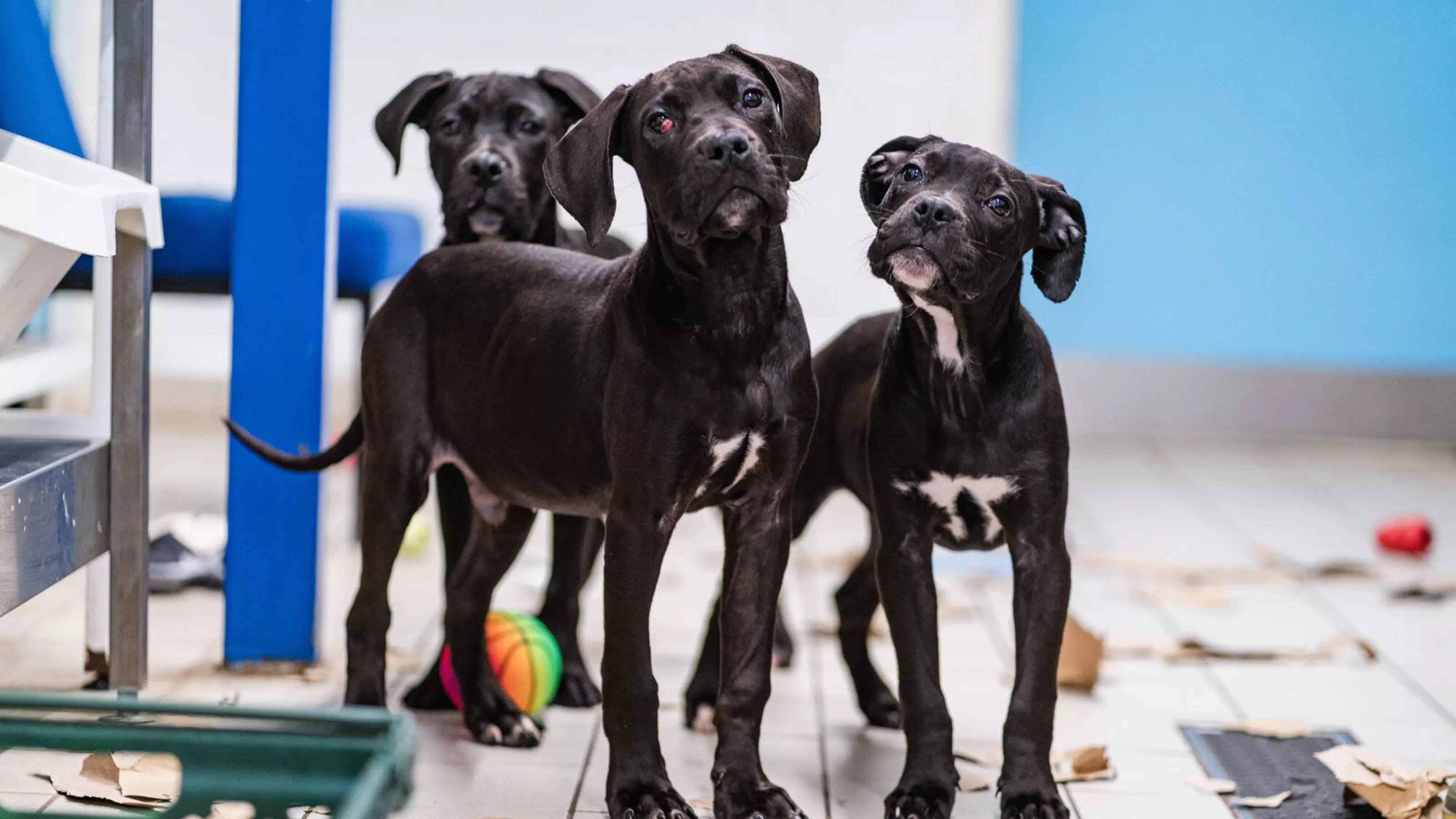 Three black and white cane corso puppies stand together on tiled floor surrounded by shredded paper