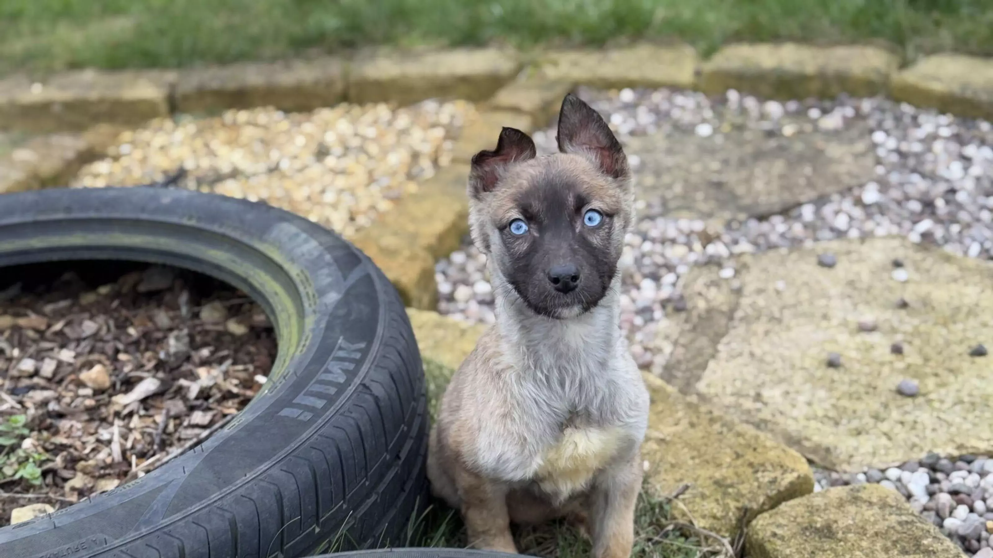 Malinois cross puppy sat next to two tyres outside with bright blue eyes looking into the camera and one ear slightly less erect than the other