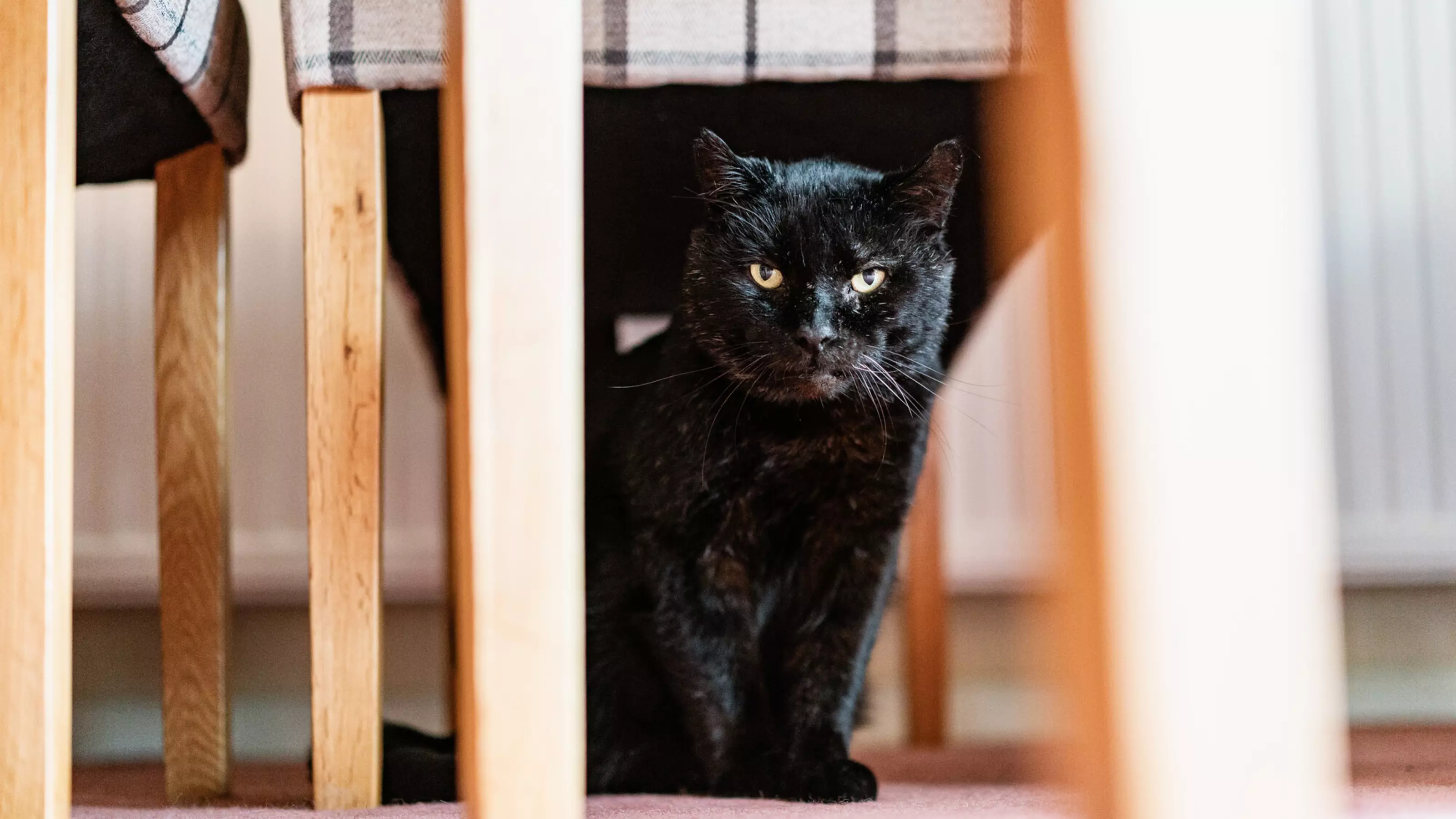A black cat sits under a patchwork chair. The cat is looking at the camera.