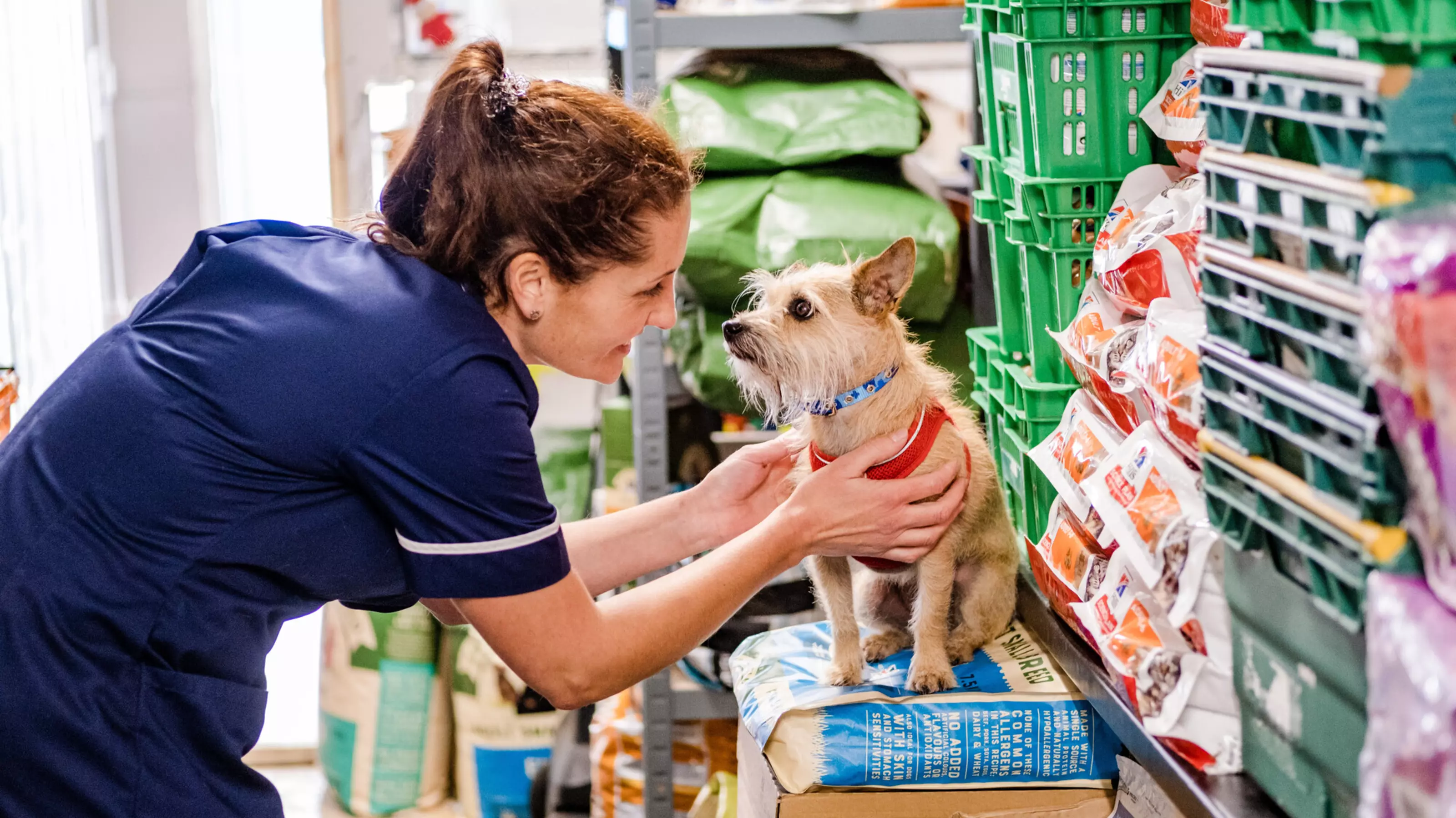 A small cream terrier called Maisie sitting on top of some bags of food at Grimsby pet food bank, while getting a fuss from a Blue Cross member of staff