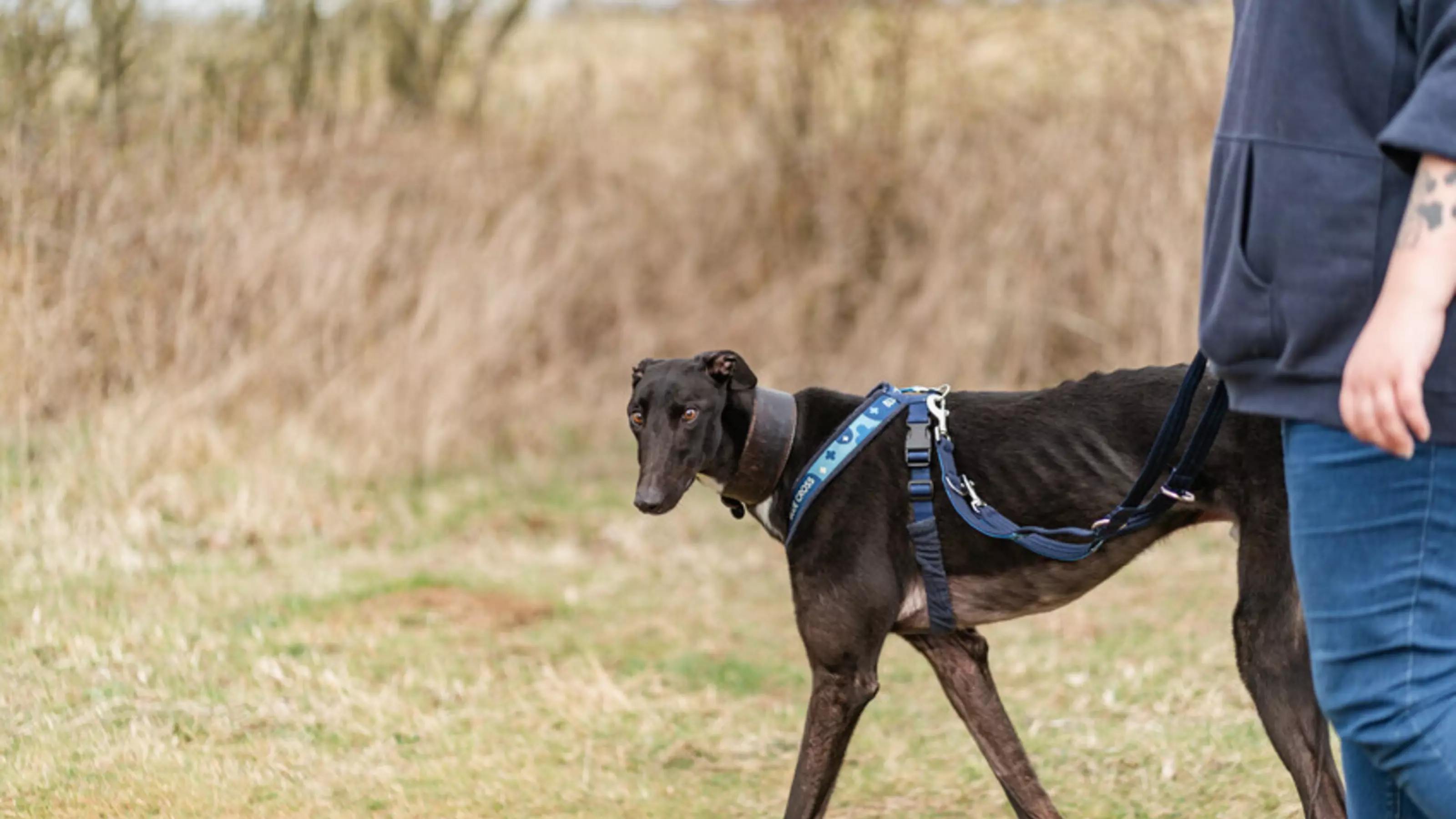 Black greyhound walking in a field on lead with a woman