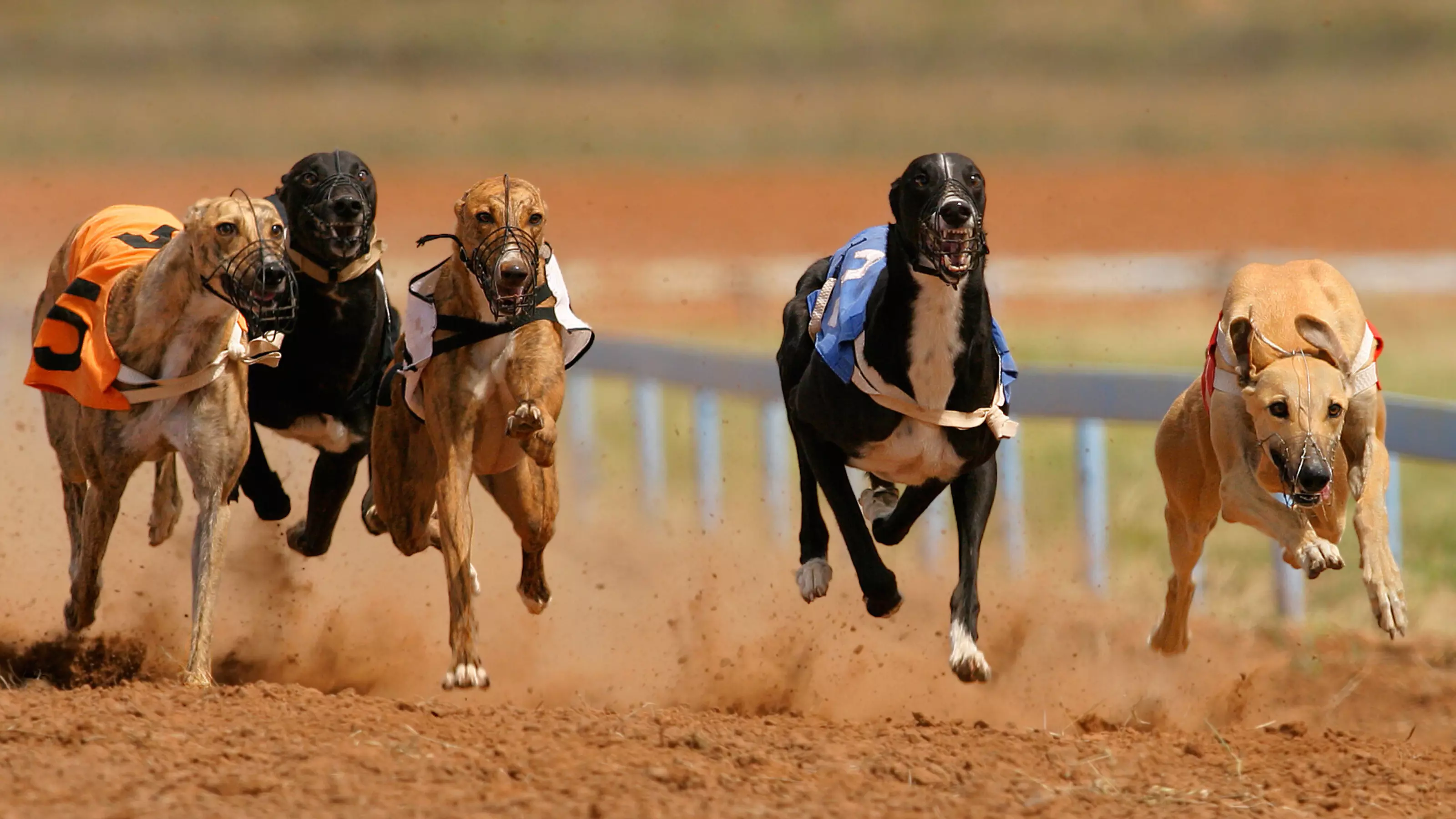 Five greyhounds racing on a sandy track