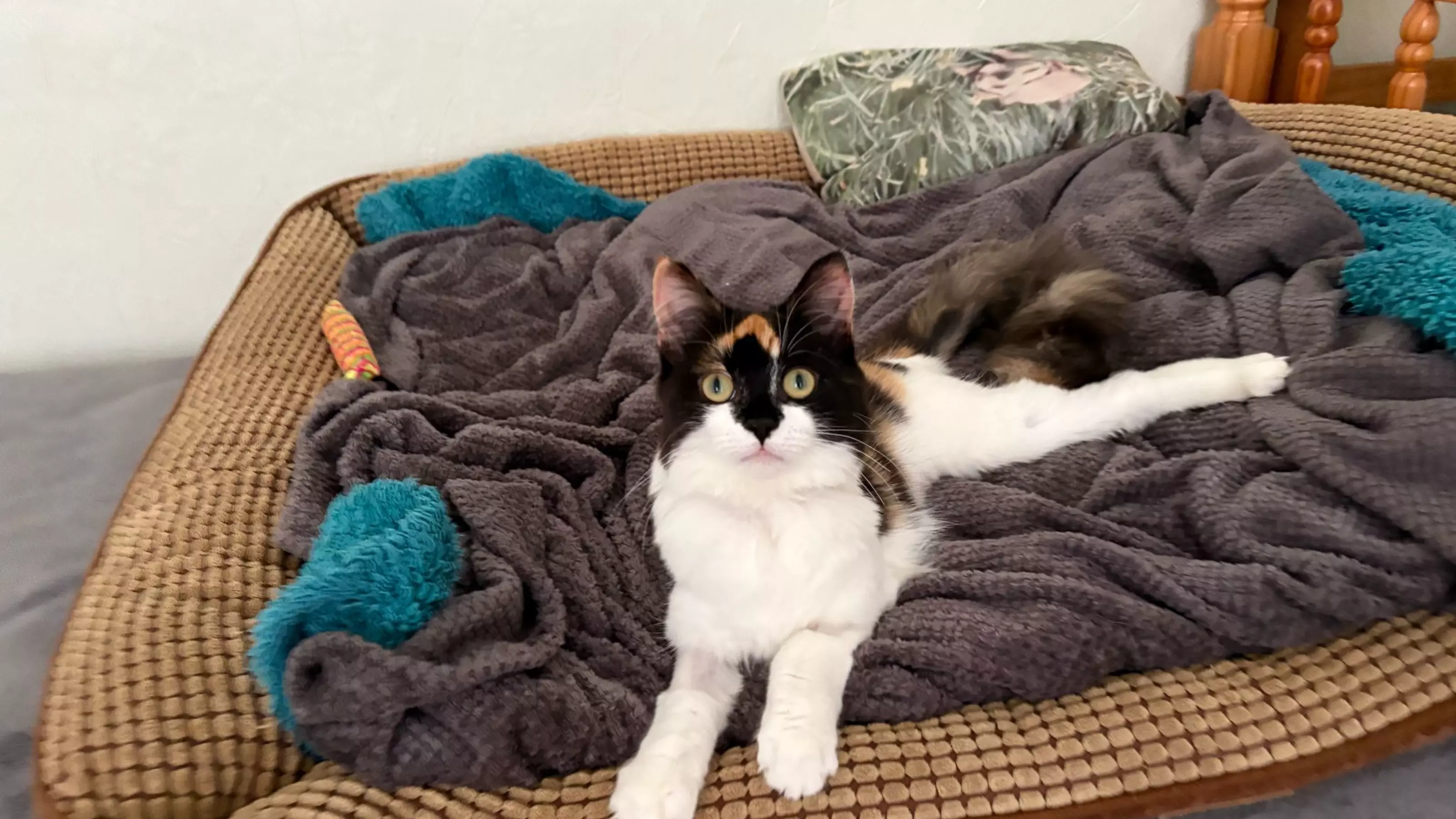 White and black and tan cat lays on a comfy bed padded with blankets