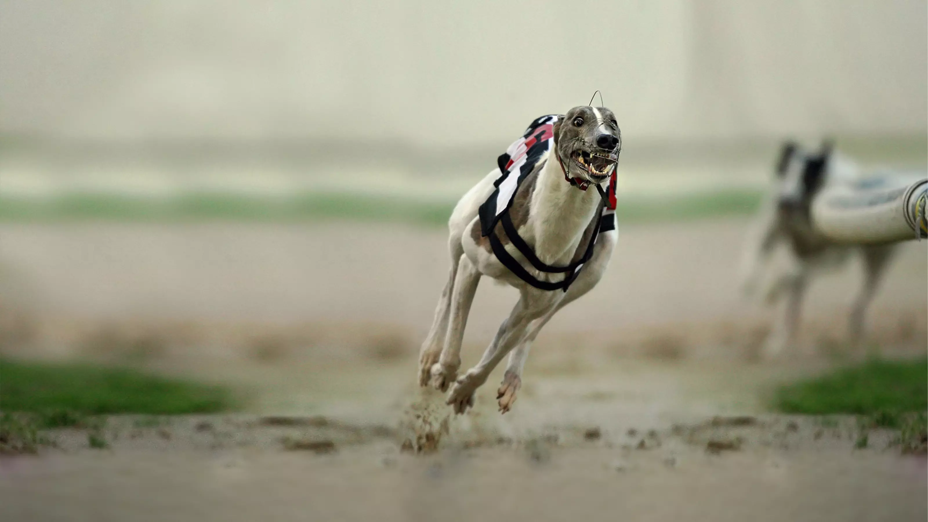 Grey and white greyhound racing on a racing track