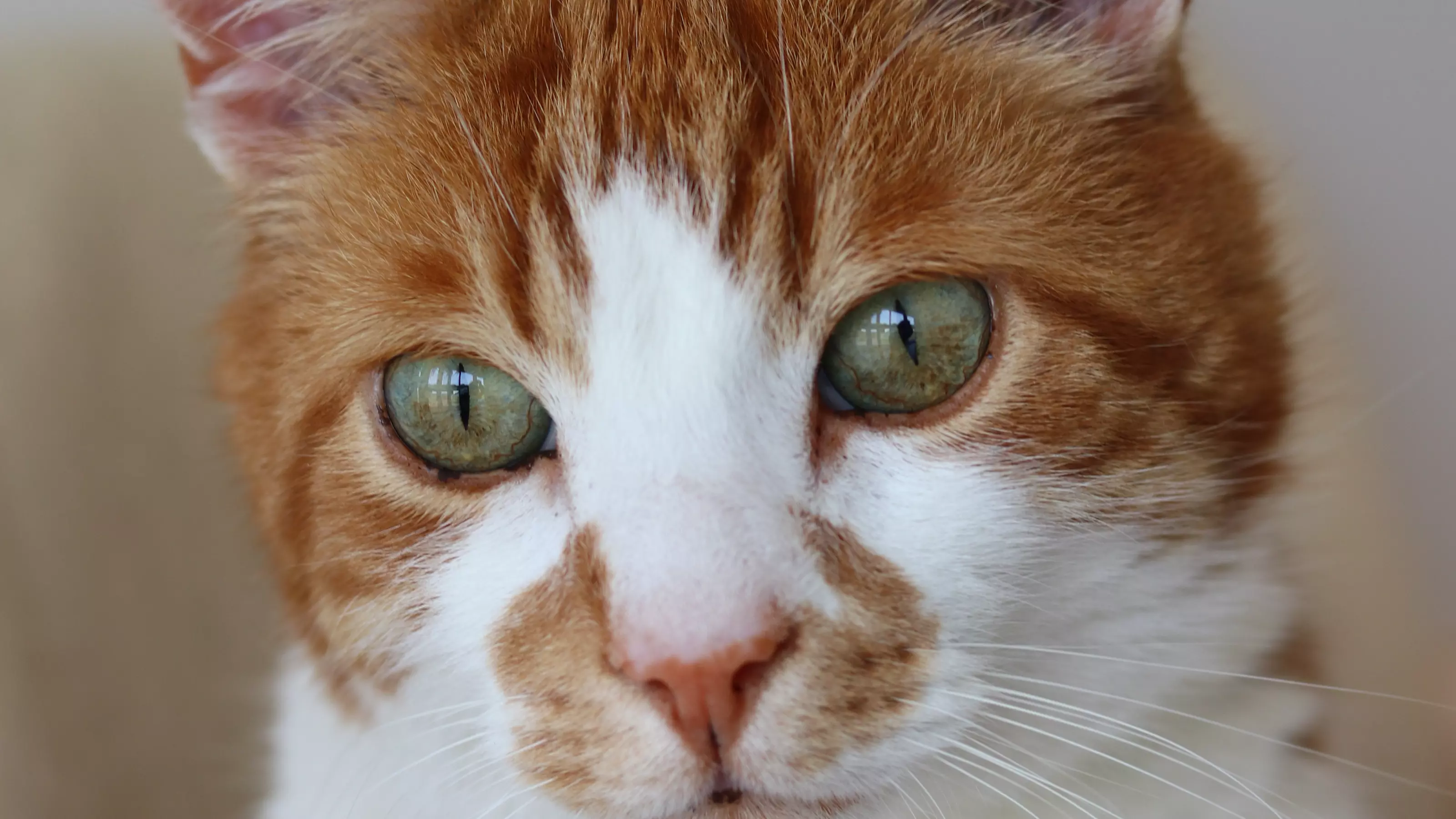 Harry the cat Suffolk