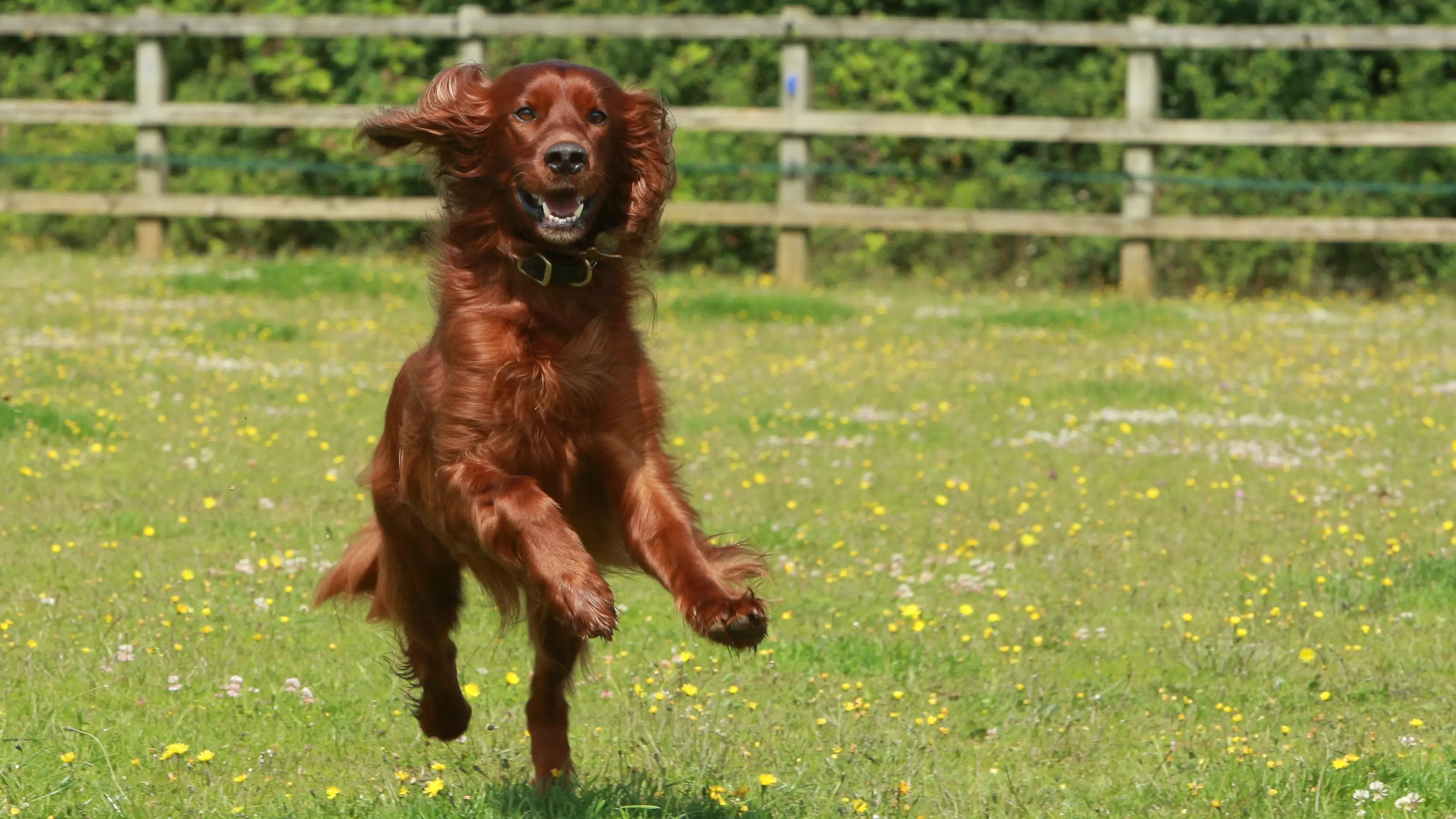 Irish setter dog running through field