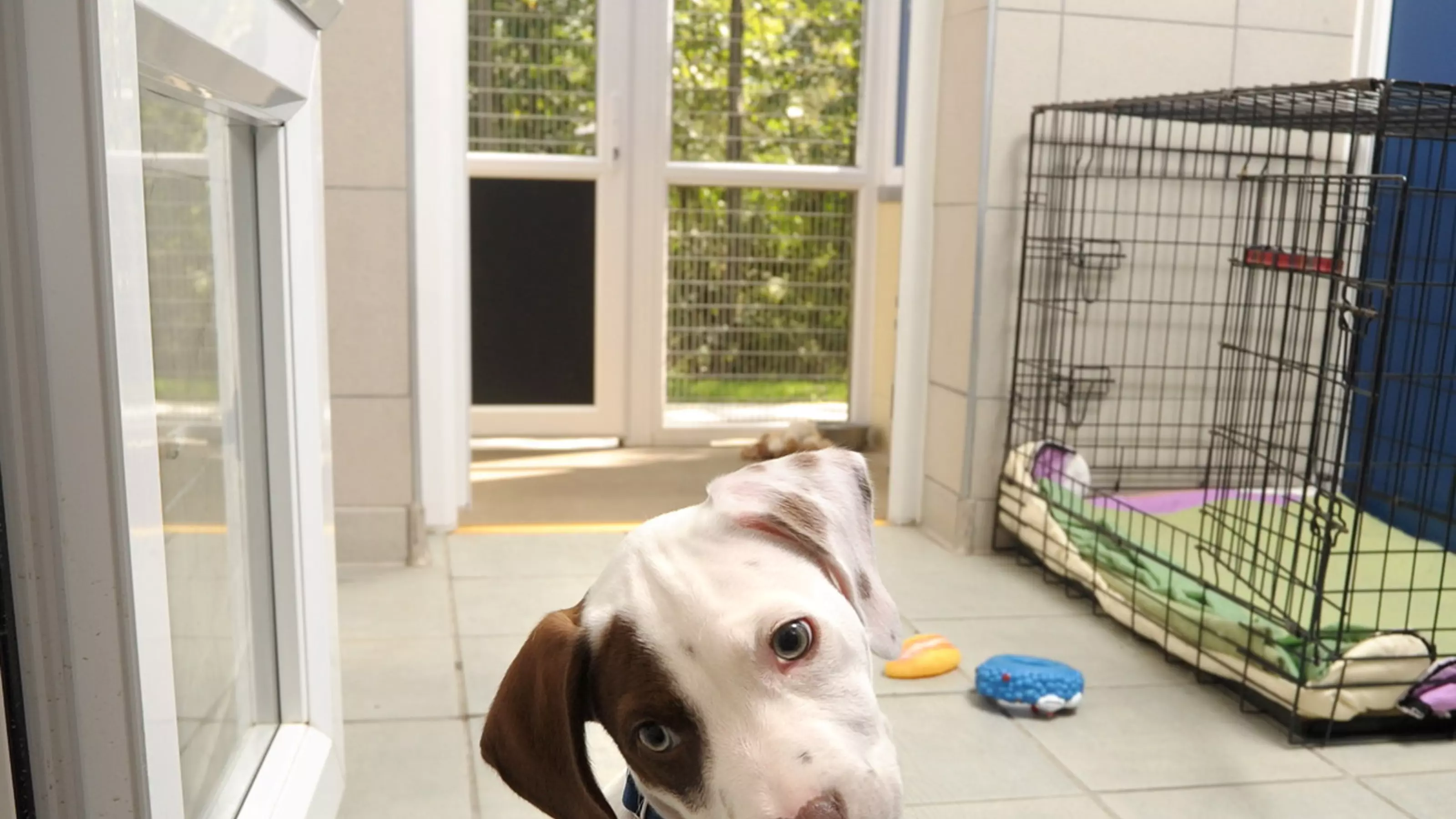 Puppy Wispa at Southampton adoption centre