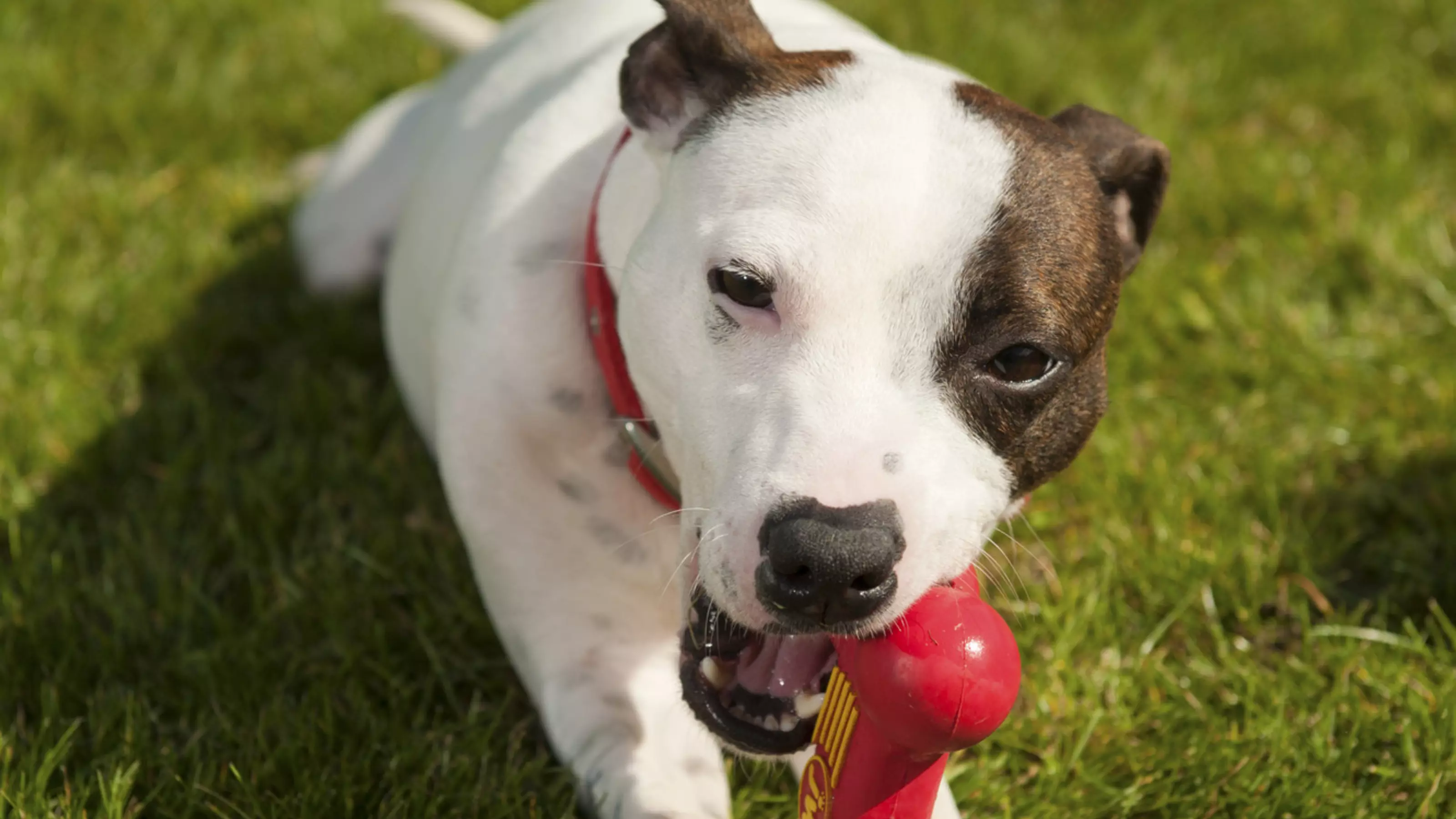 Staffordshire bull terrier Casey at Thirsk adoption centre