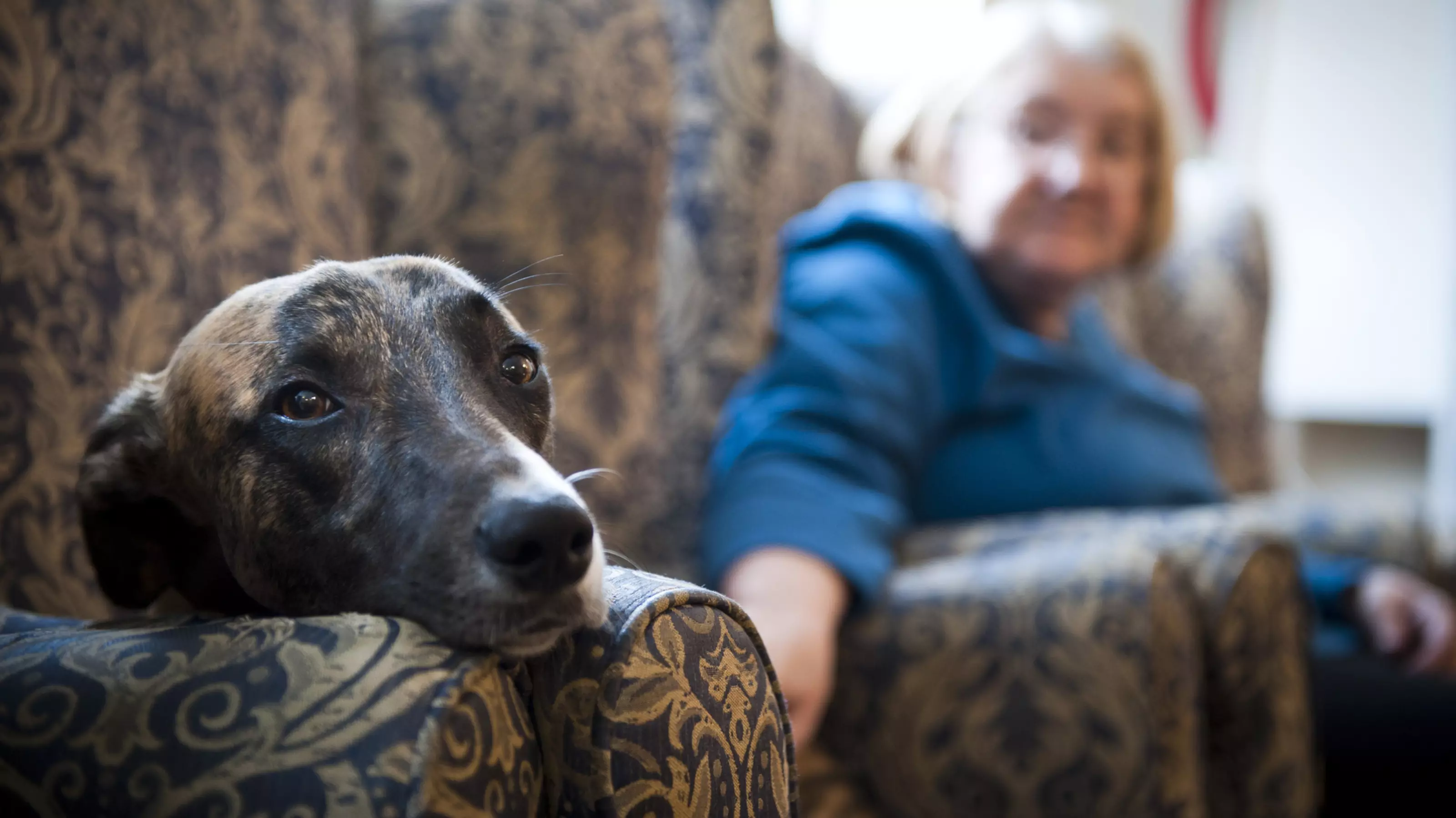 Lurcher Skip in his new home at a residential home